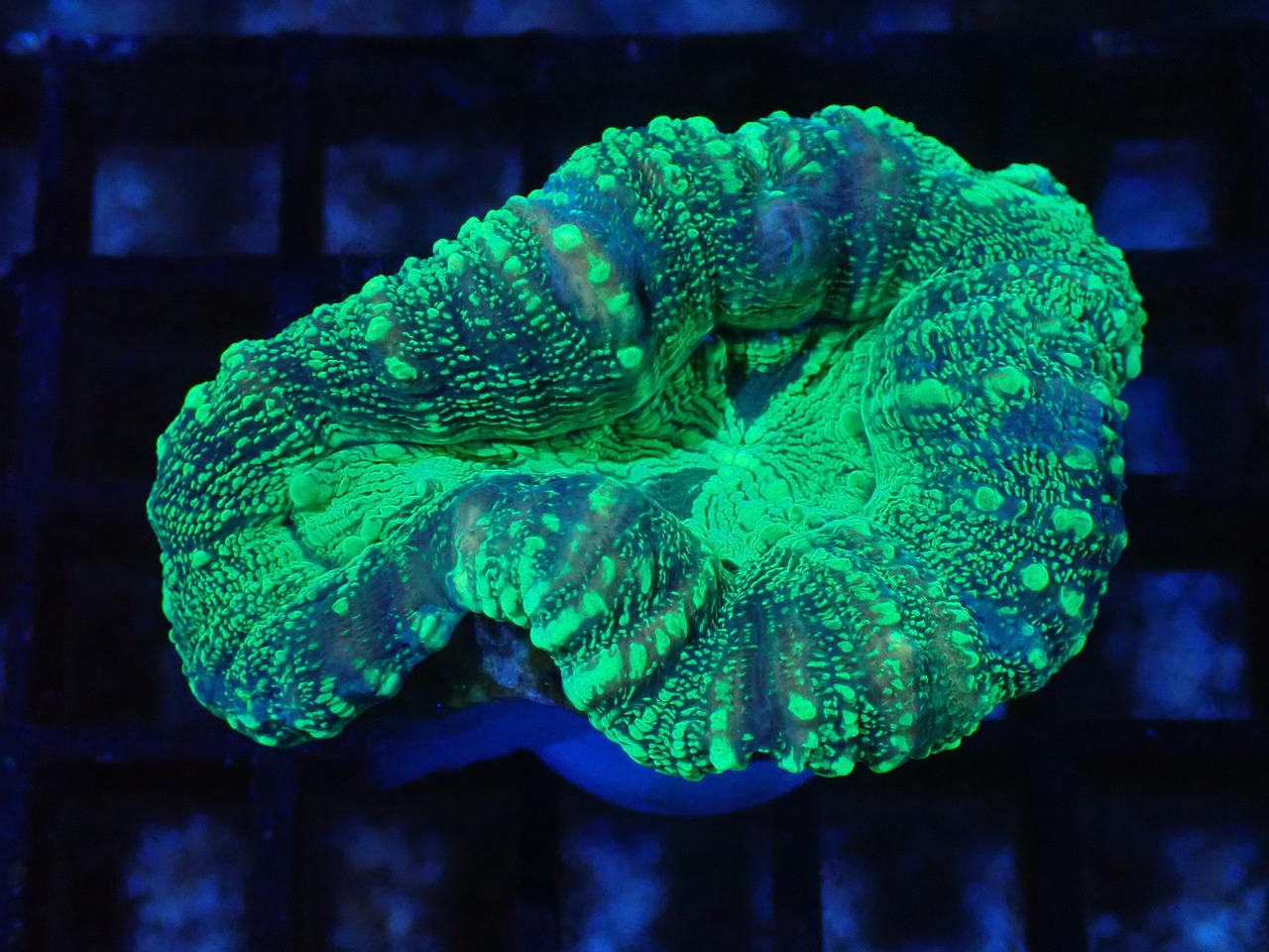 Lobophyllia GreenGlitter 18