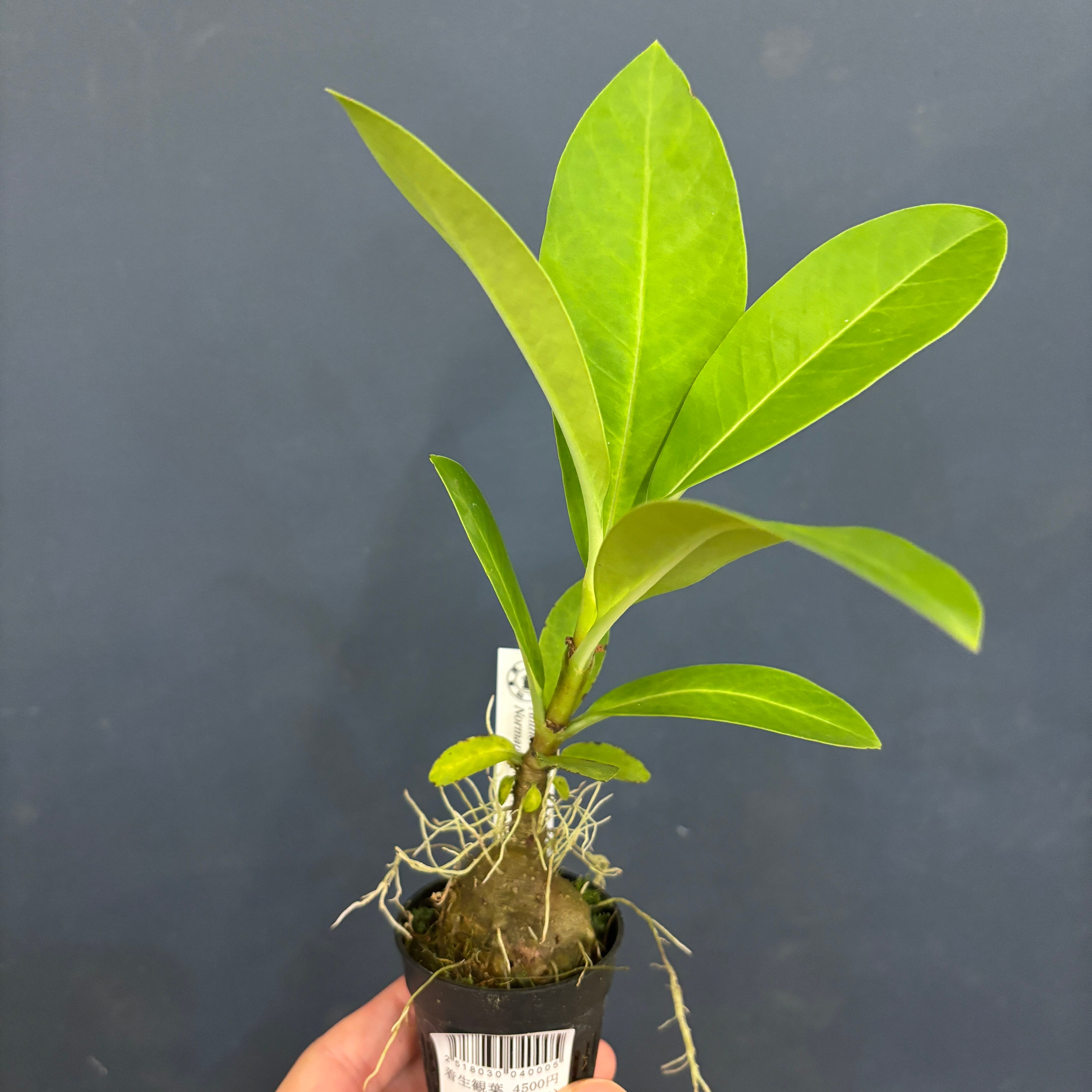 アントルリザ bracteosa【404】 | PROTOLEAF プロトリーフ