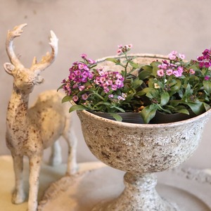 アリッサム　クリスタル　ラベンダーカラー　小さなお花　丈夫で横にひろがる　冬から春まで咲く