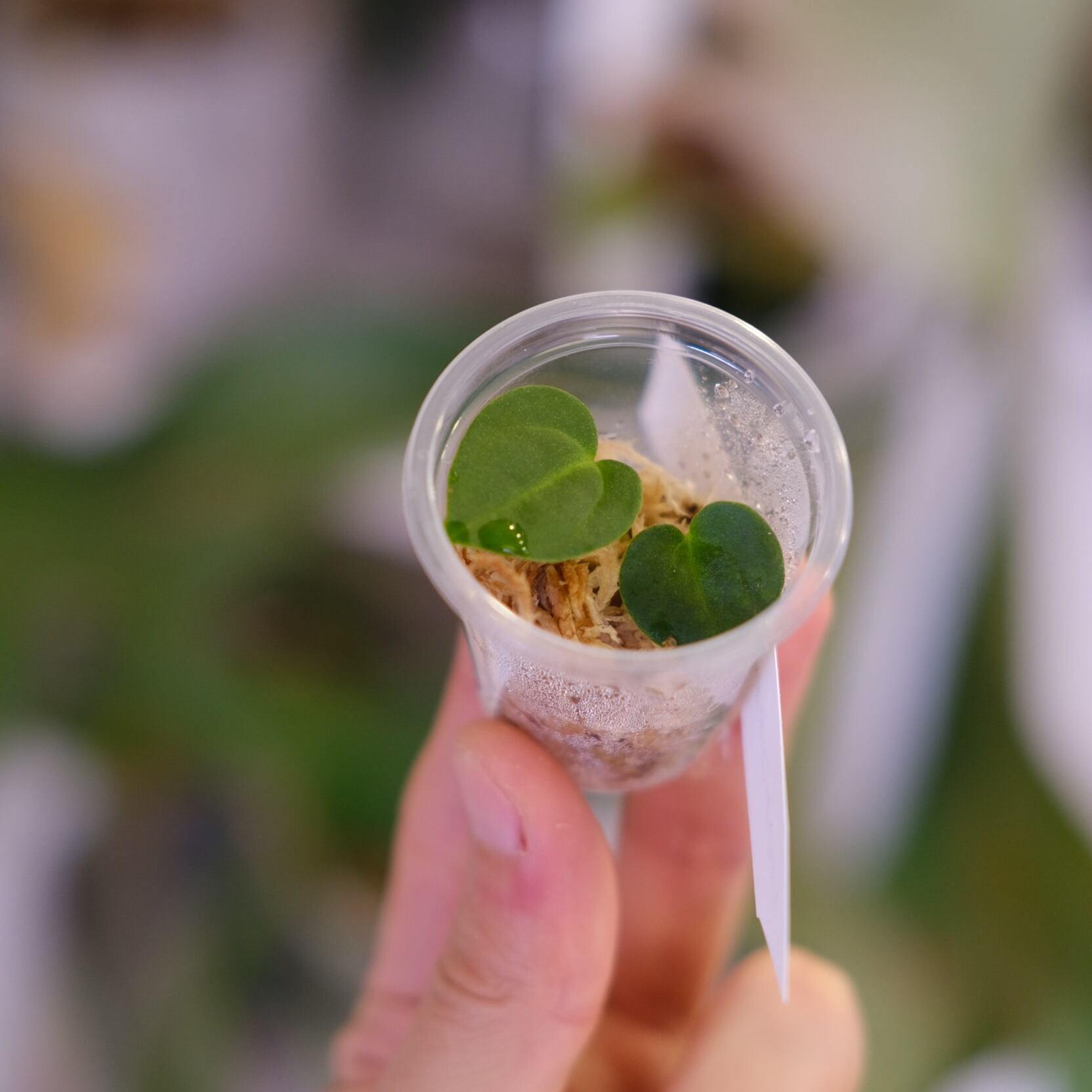 Anthurium carlablackiae JS02 × carlablackiae JS07｜アンスリウム