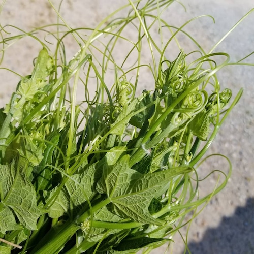 【シーズン終了しました】龍髭菜（ロンシーサイ）/ヨートマラー ยอดมะระ 　Chayote sprout 100g