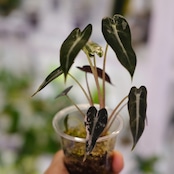 アロカシア バンビーノ ピンク/ Alocasia bambino Pink⑰│観葉植物