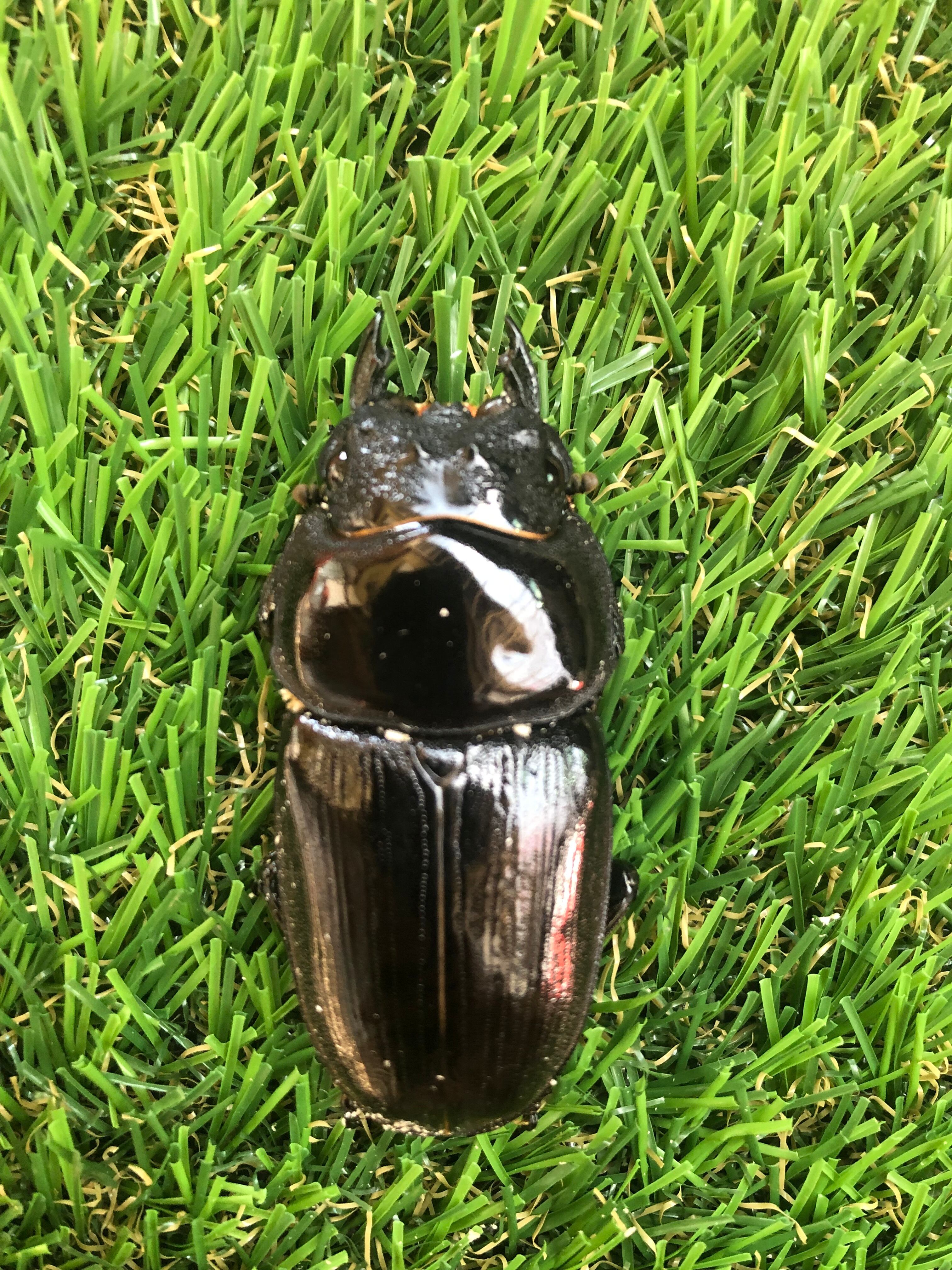 タランドゥス タランドゥスオオツヤクワガタ ♂68mm ♀47mm 即ブリペア