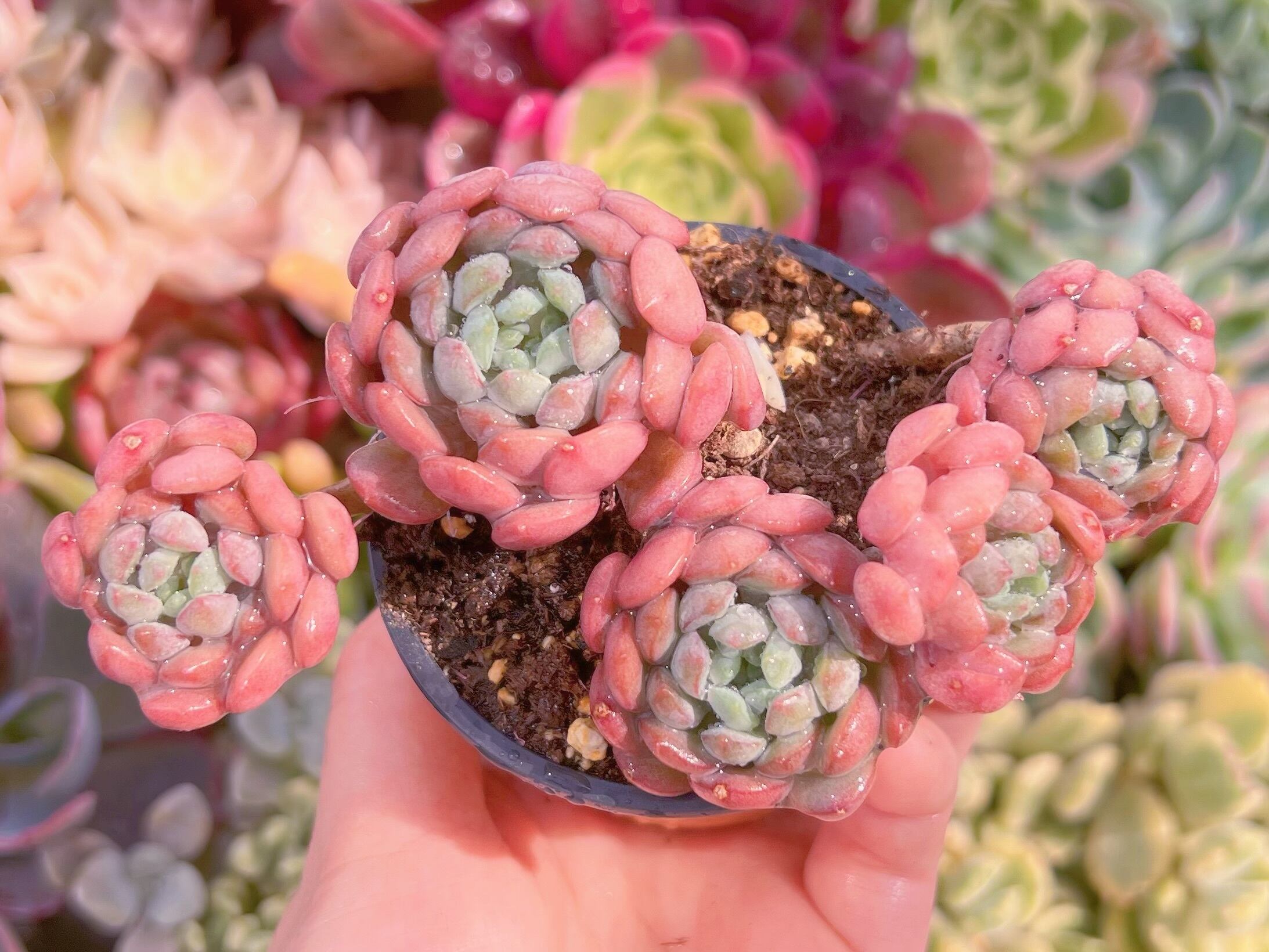 現品　萌豆#2023　群生　るる農園