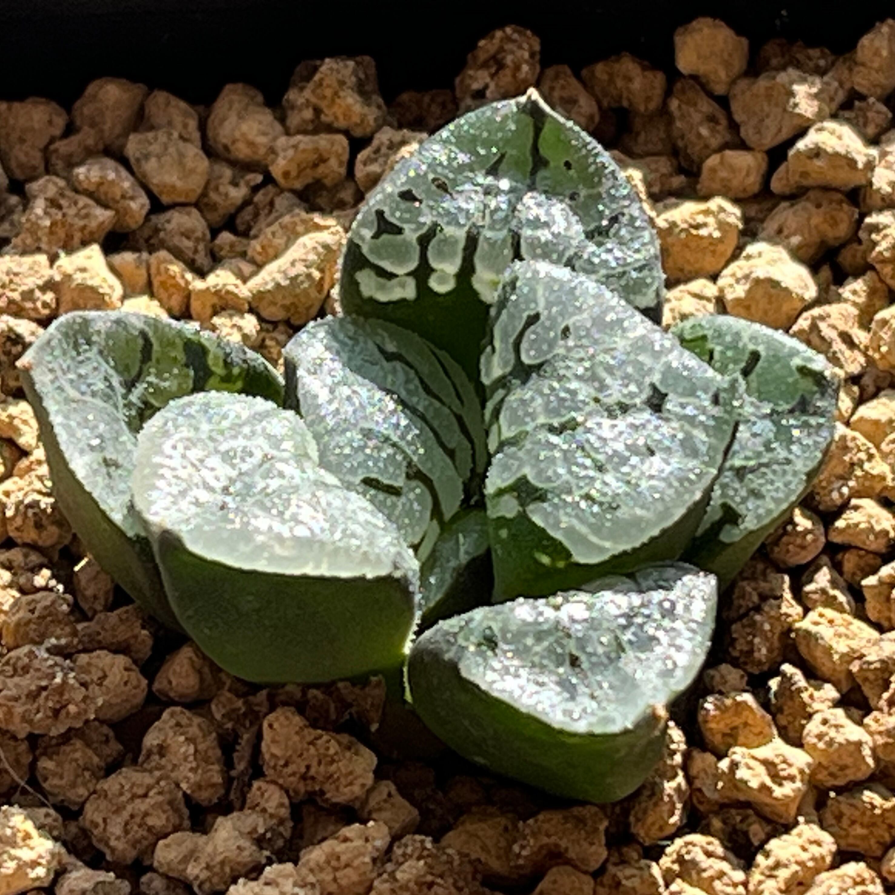 ハオルチア 親指姫錦 | mocono_plants