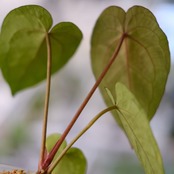 【希少】Anthurium Ace of Spades / アンスリウム エース オブ スペード⑥│観葉植物