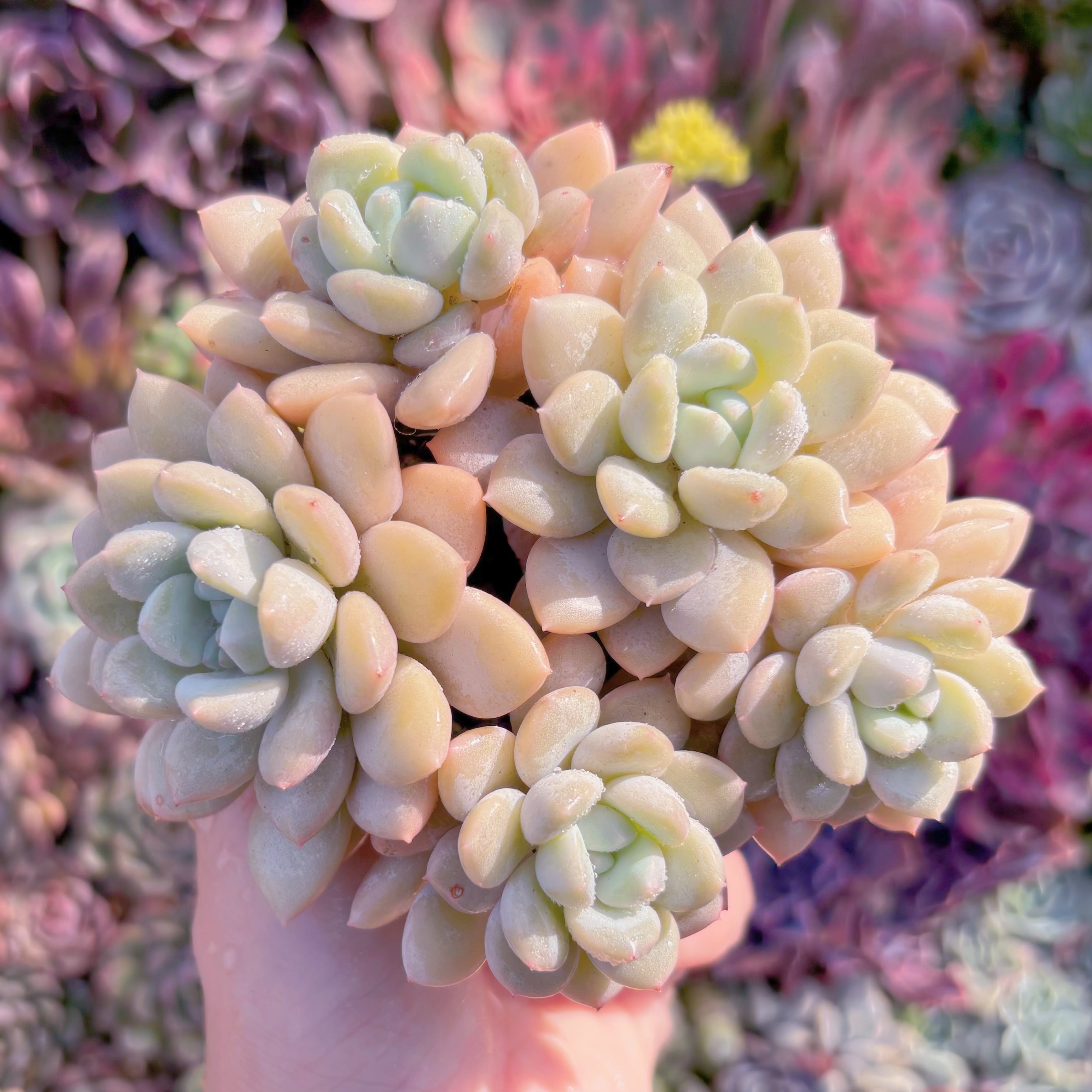 現品　バニラビーン#M103　群生　新入荷　るる農園