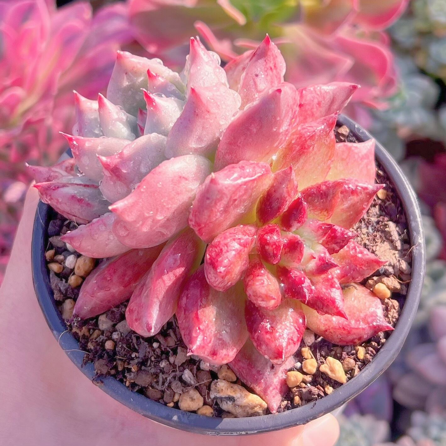 現品　ロメオxマリア#545   古株　るる農園