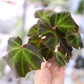 Begonia soli mutata Variegated / ベゴニア ソリムタータ バリエガータ ピンク