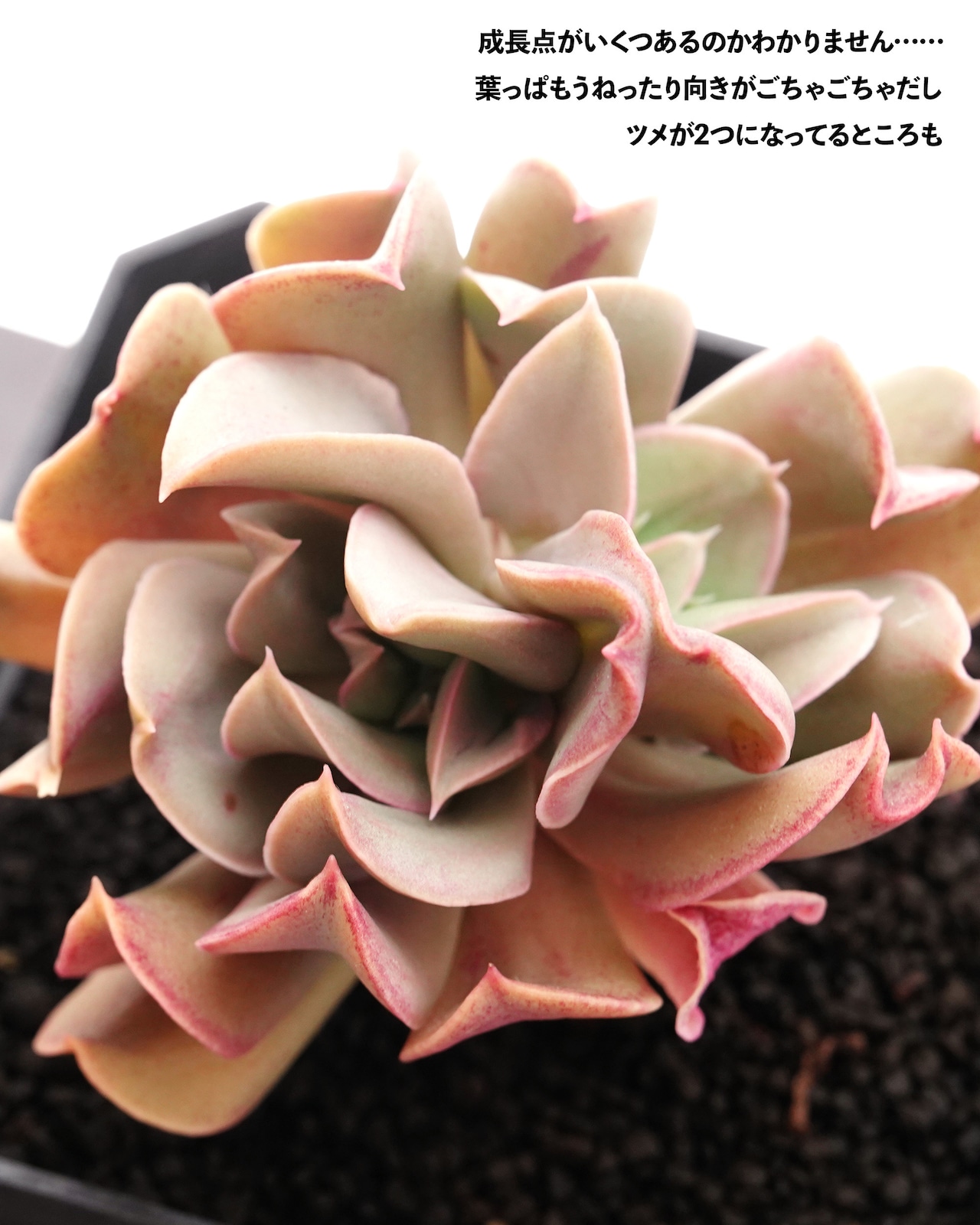 【PREMIUM】切りたて新鮮カット苗 ブラックホーク 極み株 Echeveria 'Black Hawk'