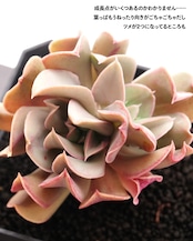 【PREMIUM】切りたて新鮮カット苗 ブラックホーク 極み株 Echeveria 'Black Hawk'