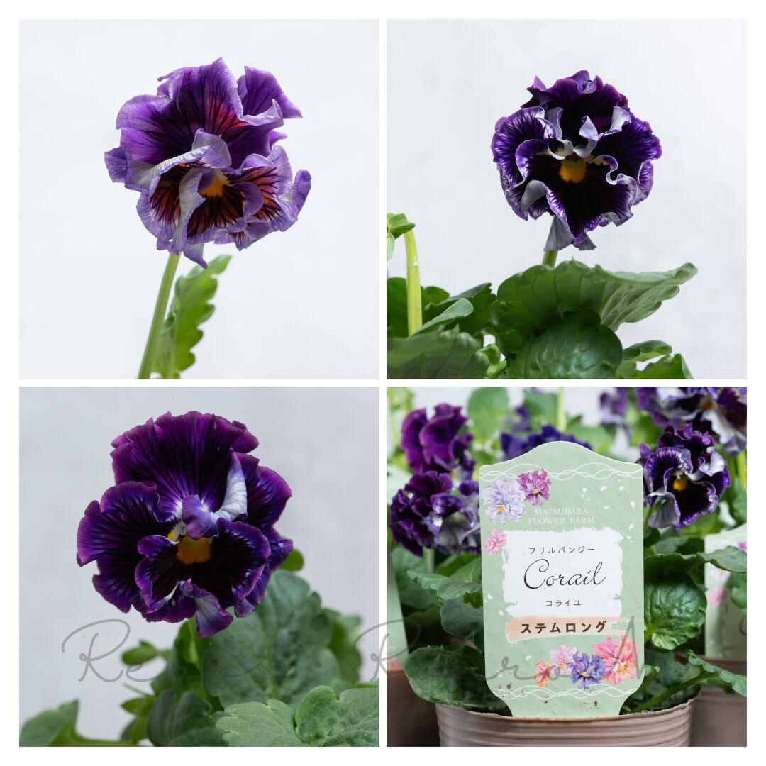 コライユ・ステムロング・ベリームース(3号)コライユ パープル マツバラフラワーファーム 新品種 希少 流通量少 フリル ステムロング コントラスト