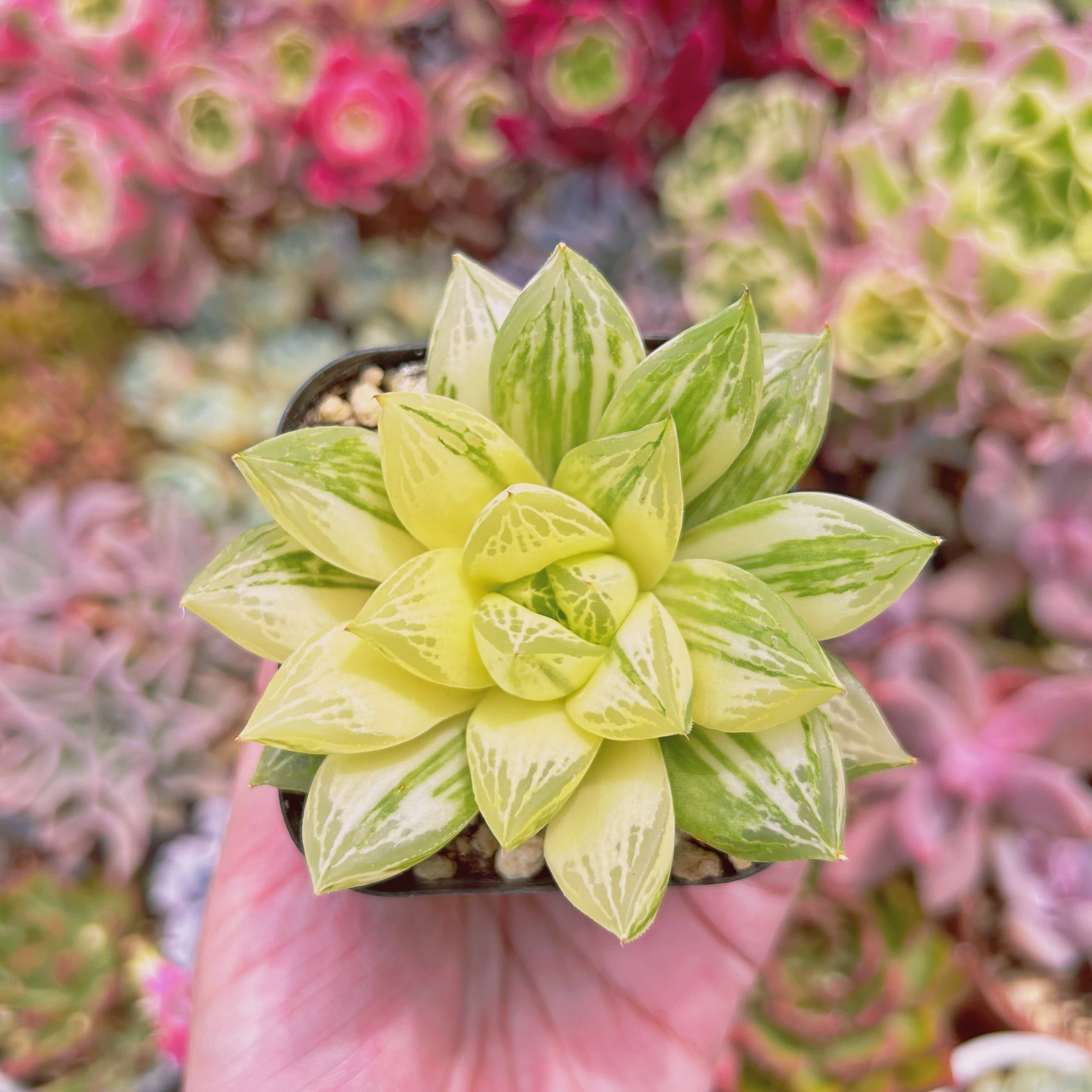 #871現物　多肉植物　宝草錦　抜き苗