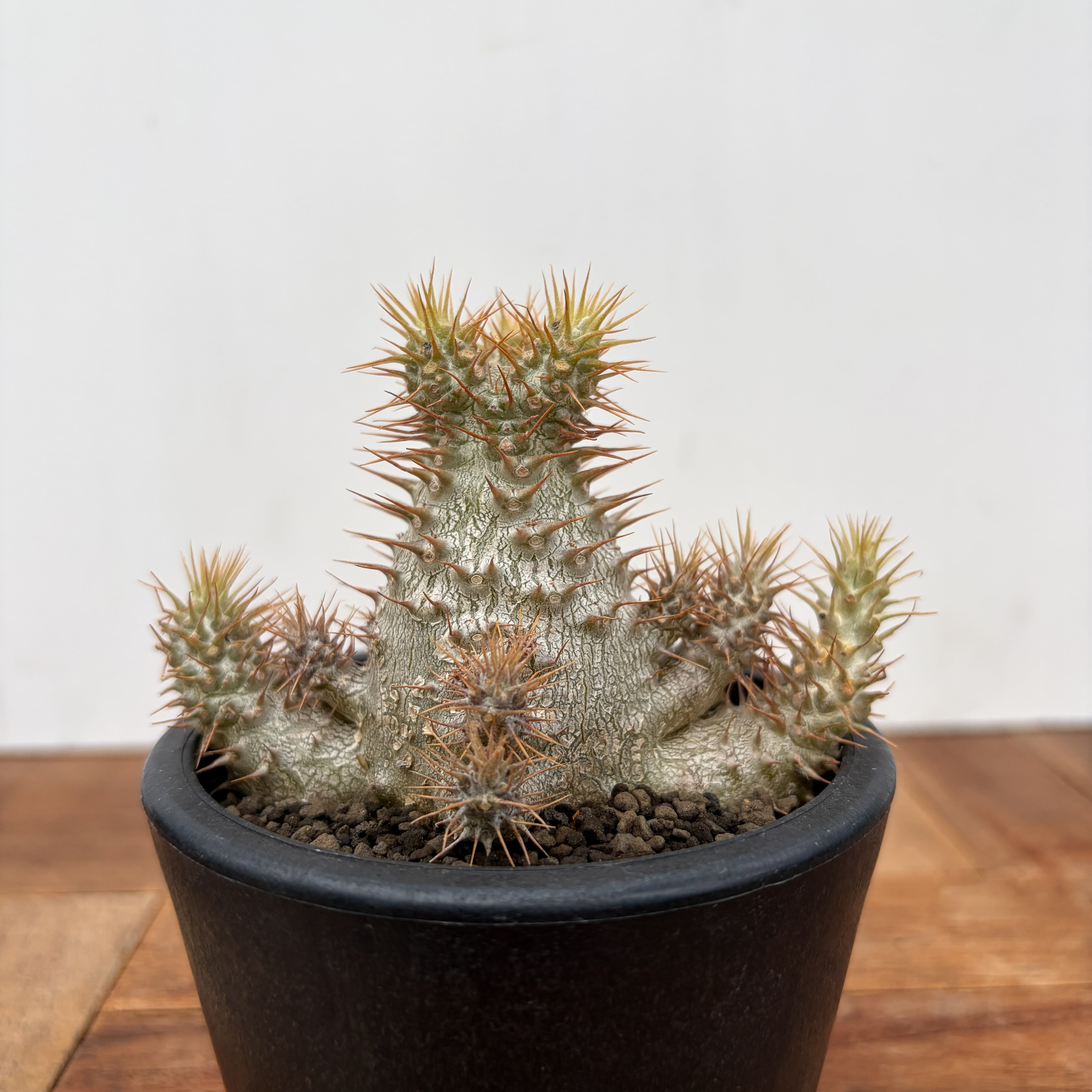 Pachypodium Gracilius【パキポディウム・グラキリス・実生】 | RIMO'S