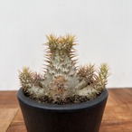 Pachypodium Gracilius【パキポディウム・グラキリス・実生】