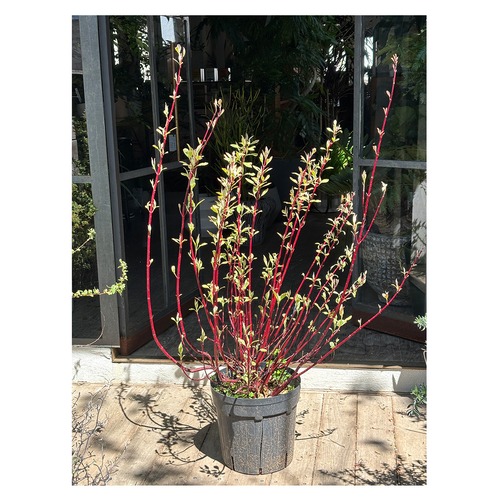 Cornus alba 'Miracle'