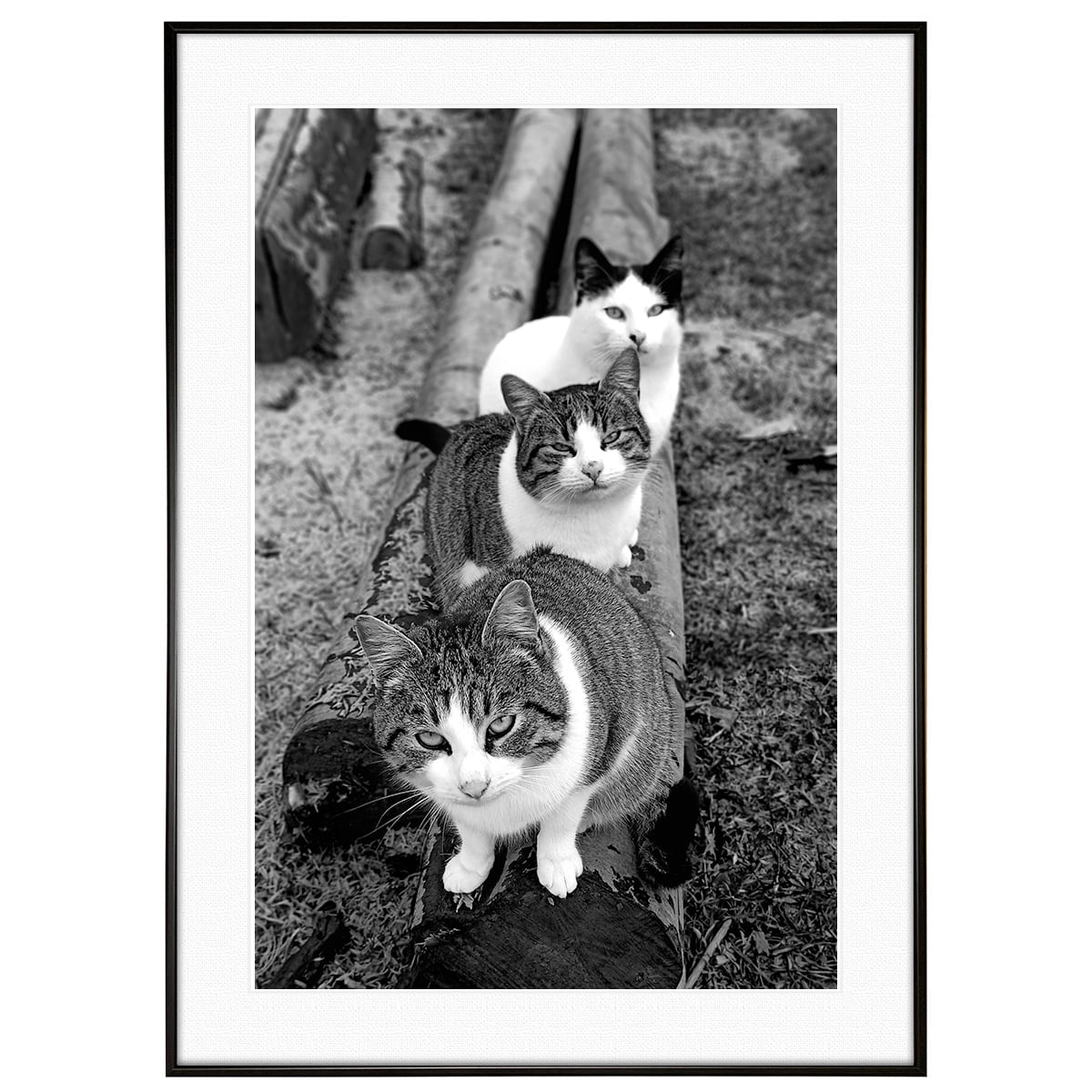 動物写真 猫 インテリア モノクロアートポスター額装 AS0180
