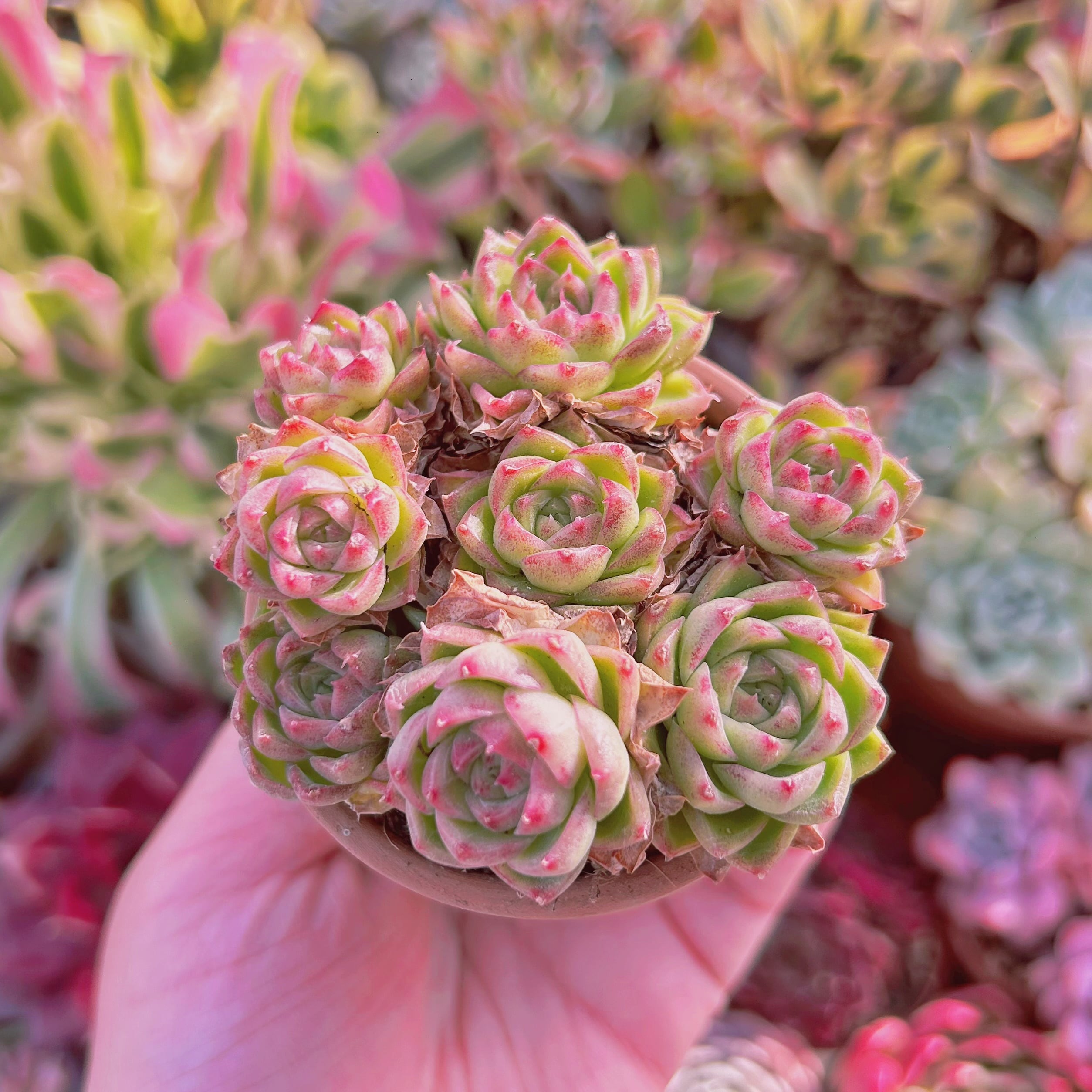 多肉植物　Echeveria  紫女王　5頭以上　群生