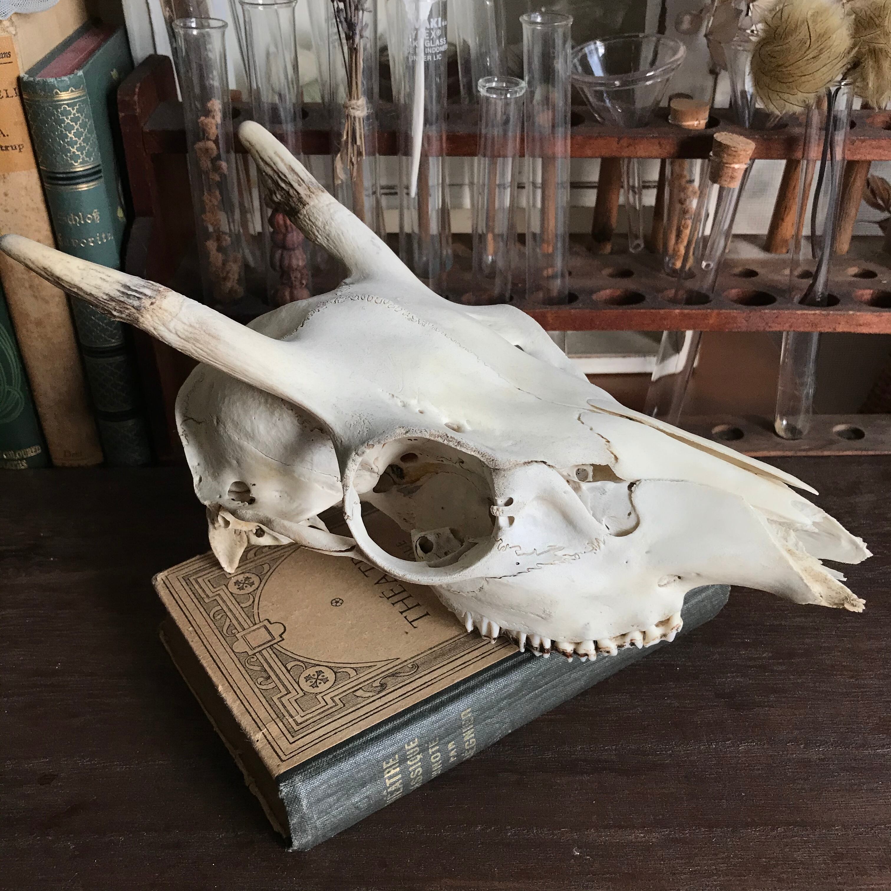 骨格標本 鹿 頭骨 Ot0032 Atelier Sarah アンティーク 博物雑貨 骨格標本 鹿 頭骨 Ot0032 Atelier Sarah アンティーク 博物雑貨