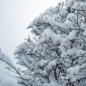 枝の上に積もる新雪　 fresh snow on the branches