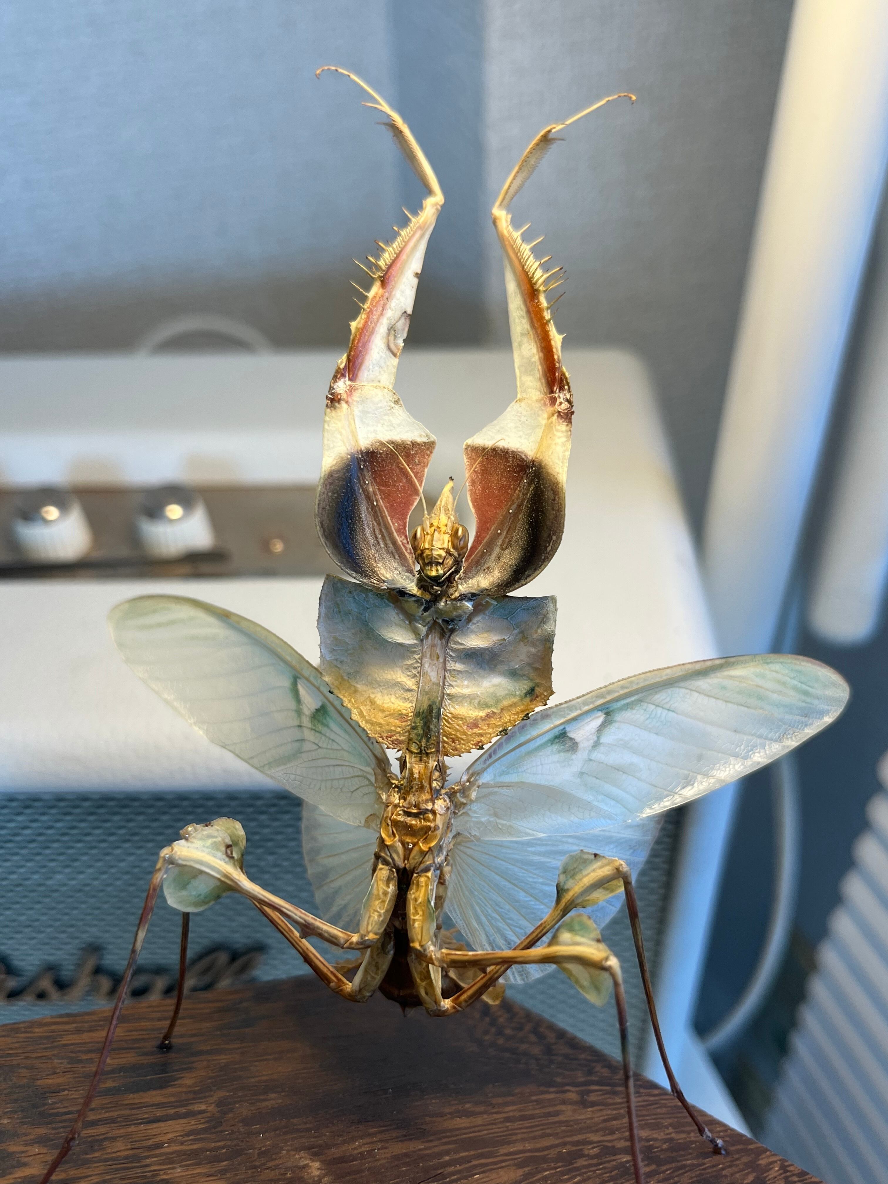 【蟷螂傑作】ニセハナマオウカマキリ マンティスタランチュラムカデセンチピード 蟷螂傑作】ニセハナマオウカマキリ マンティスタランチュラムカデ