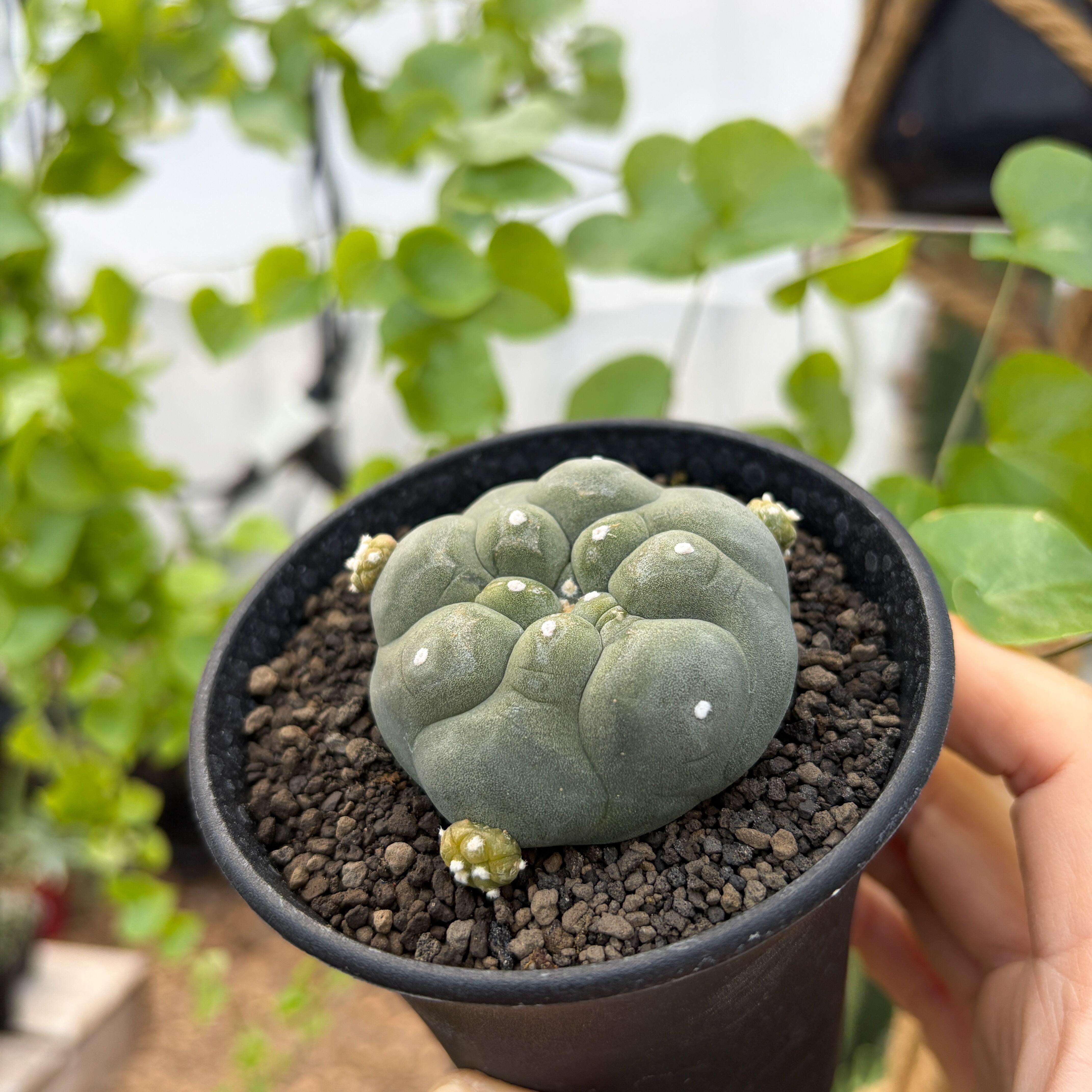 Lophophora diffusa 【ロフォフォラ・黒肌翠冠玉】 | RIMO'S GREEN