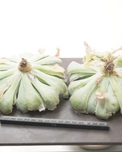 カット苗 シャビアナ warts 巨大株 Echeveria shaviana 'Pink Frills Warts'