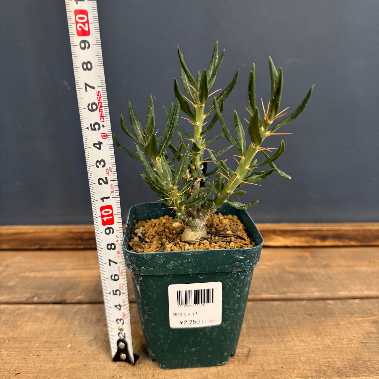 パキポディウム　サキュレンタム【365】