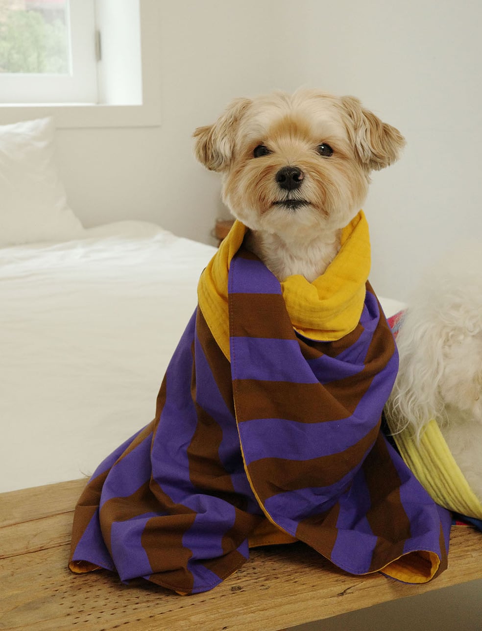 即納【noonoosoom】Stripe chillingkit (Purple/Brown)