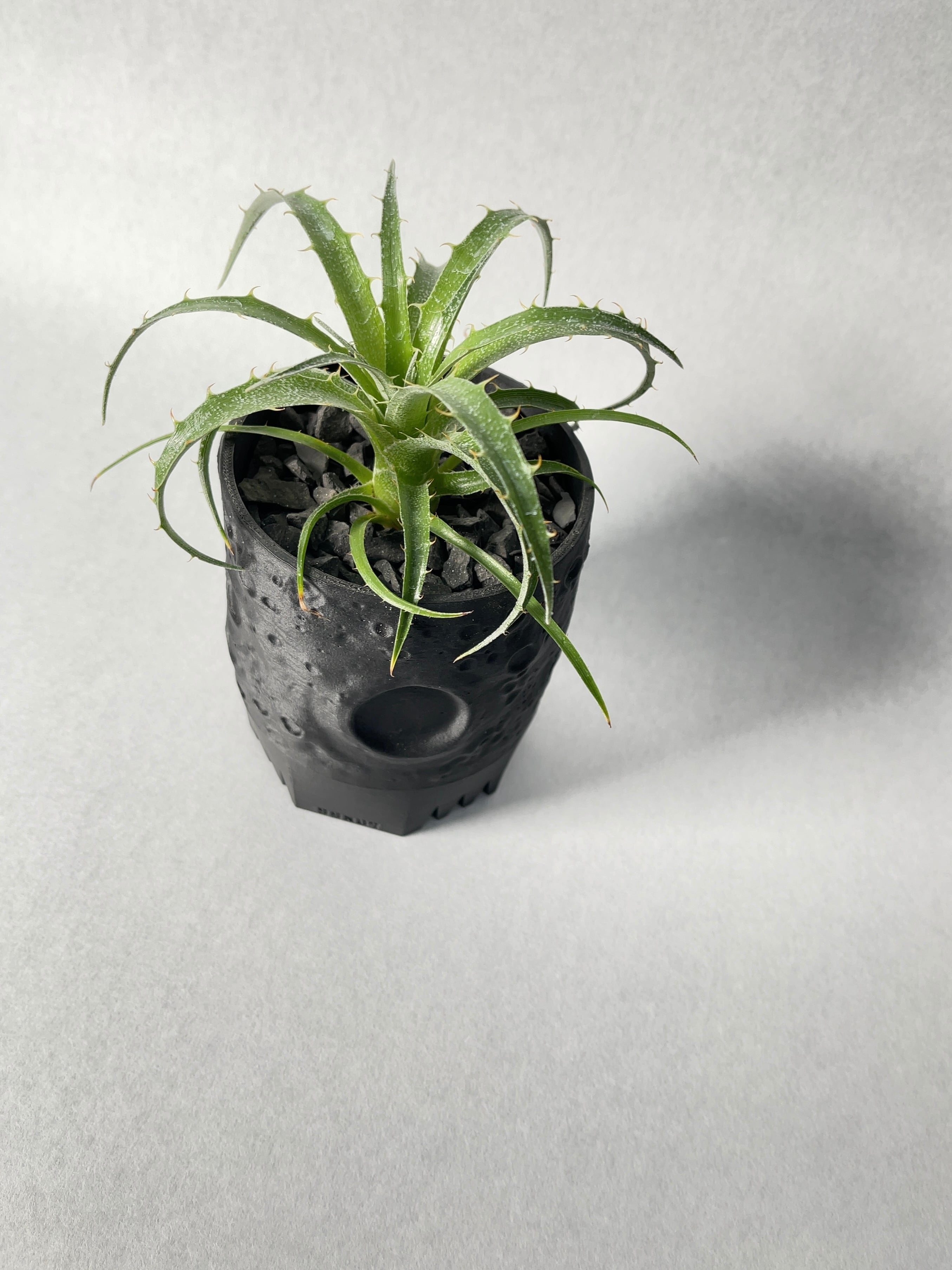 プヤ・セルーレア | trigger