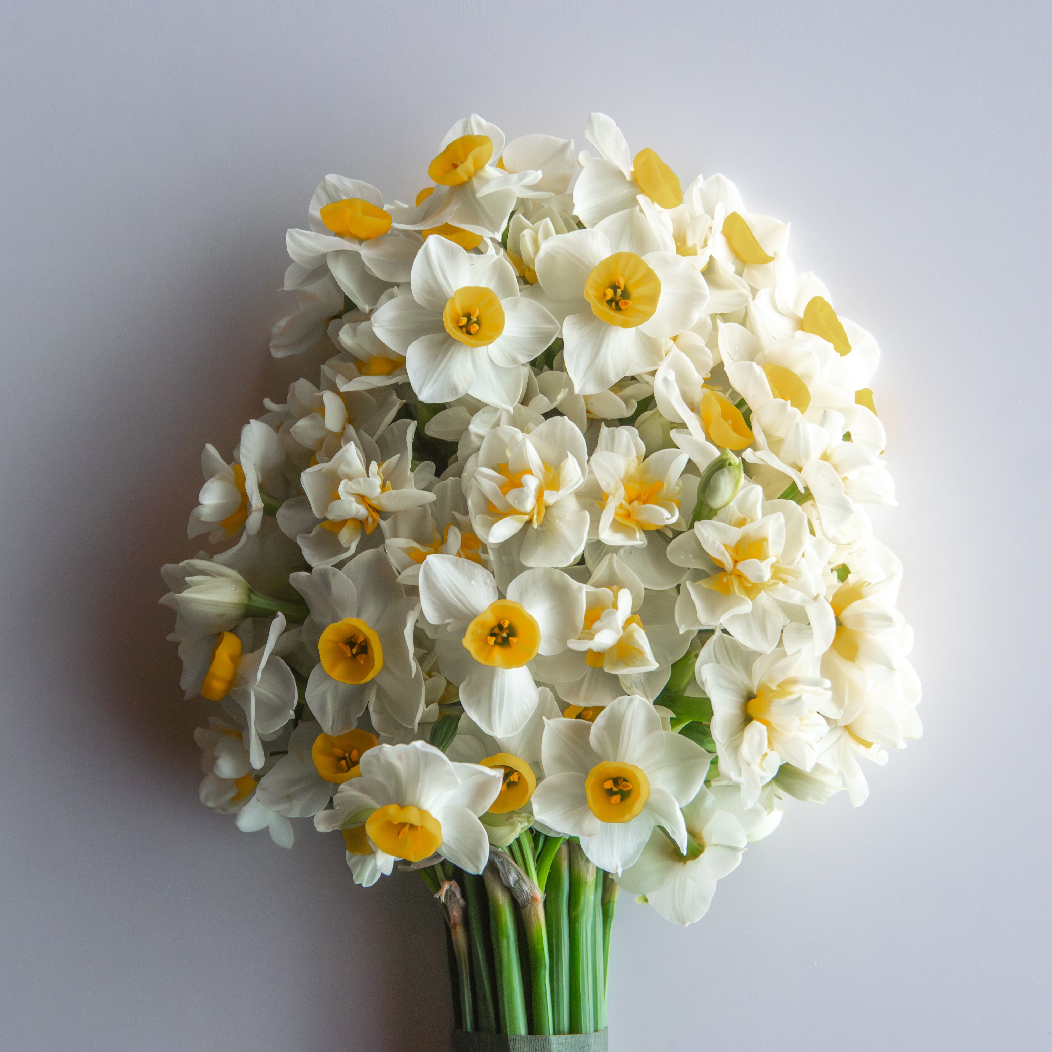 SUISEN Bouquet | ノカテ