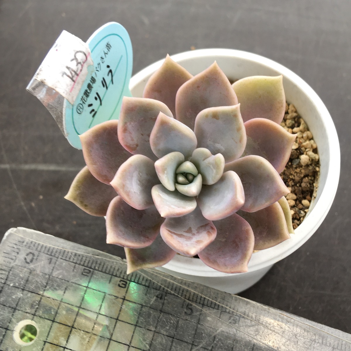 ミリリラ パクさん苗 | RuPo 多肉植物専門店