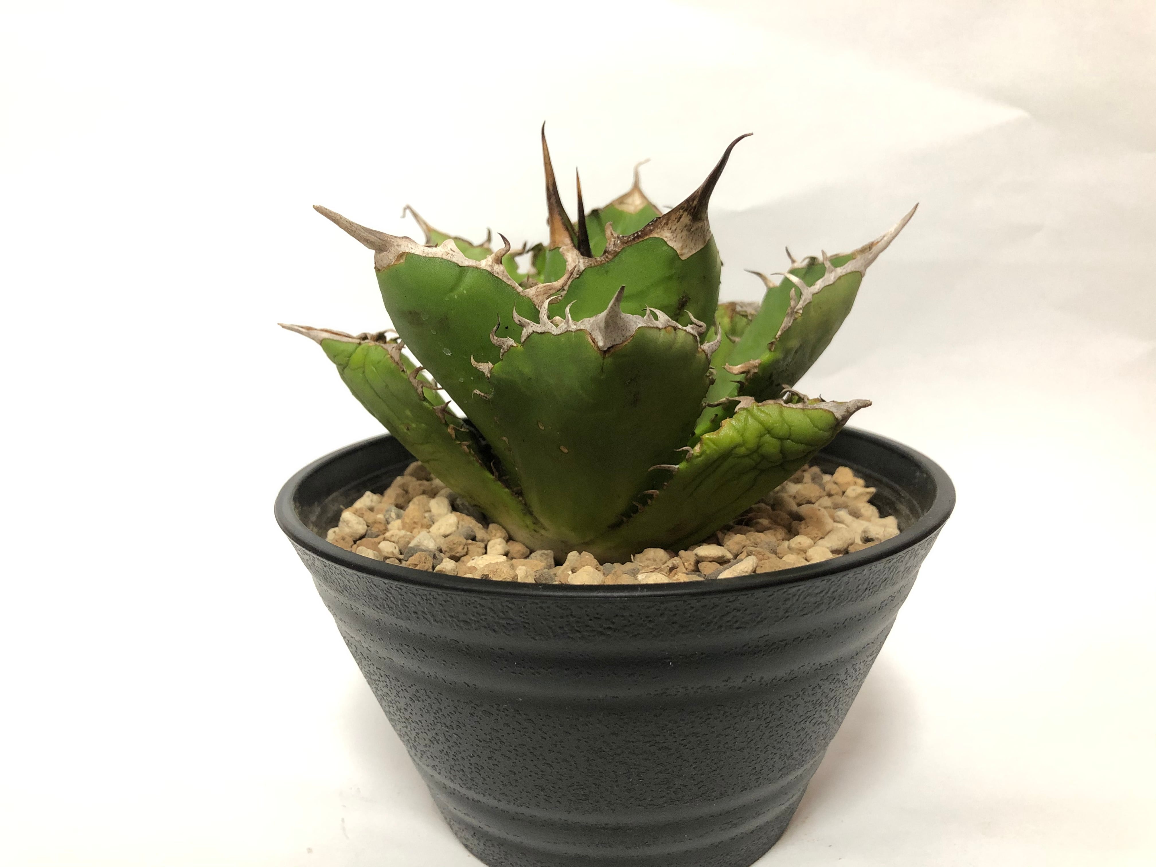 アガベ チタノタ オテロイ ノーネーム 子株販売 【公式通販】