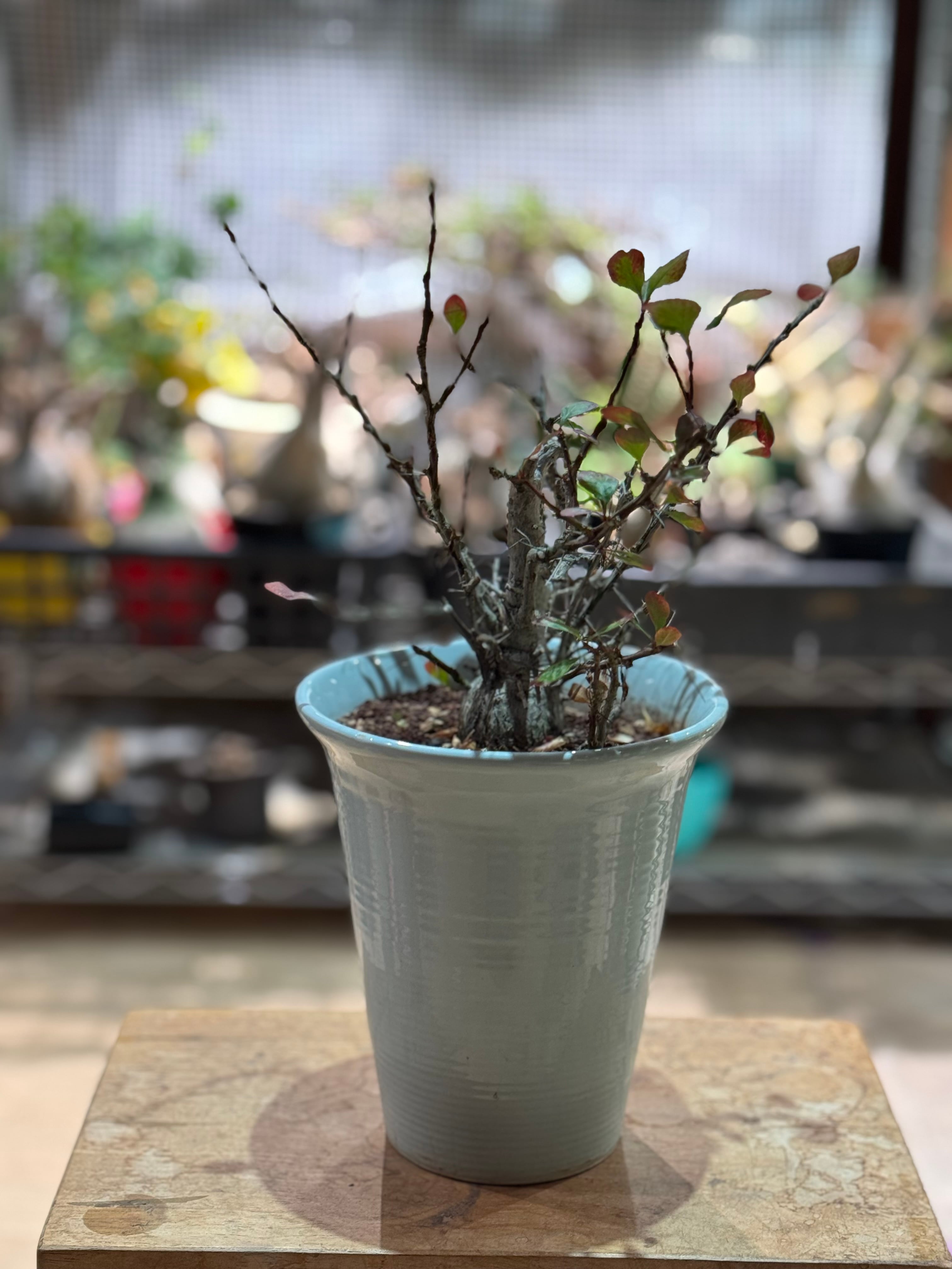 【新着】Fouquieria fasciculata 【抜群の塊根部・選抜実生苗】フォークイエリア ファシクラータ