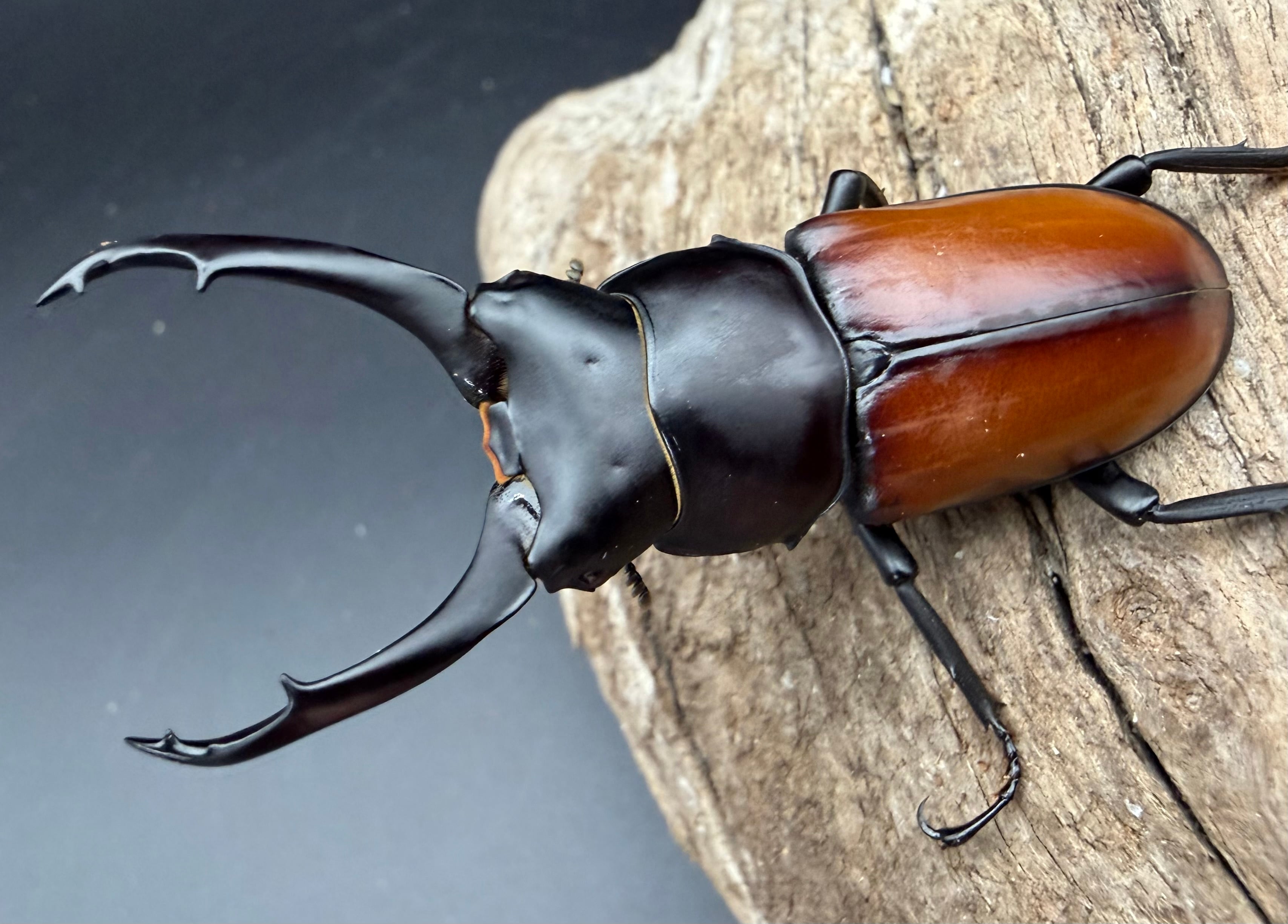 コクワガタの仲間 | KPW公式オンラインショップ