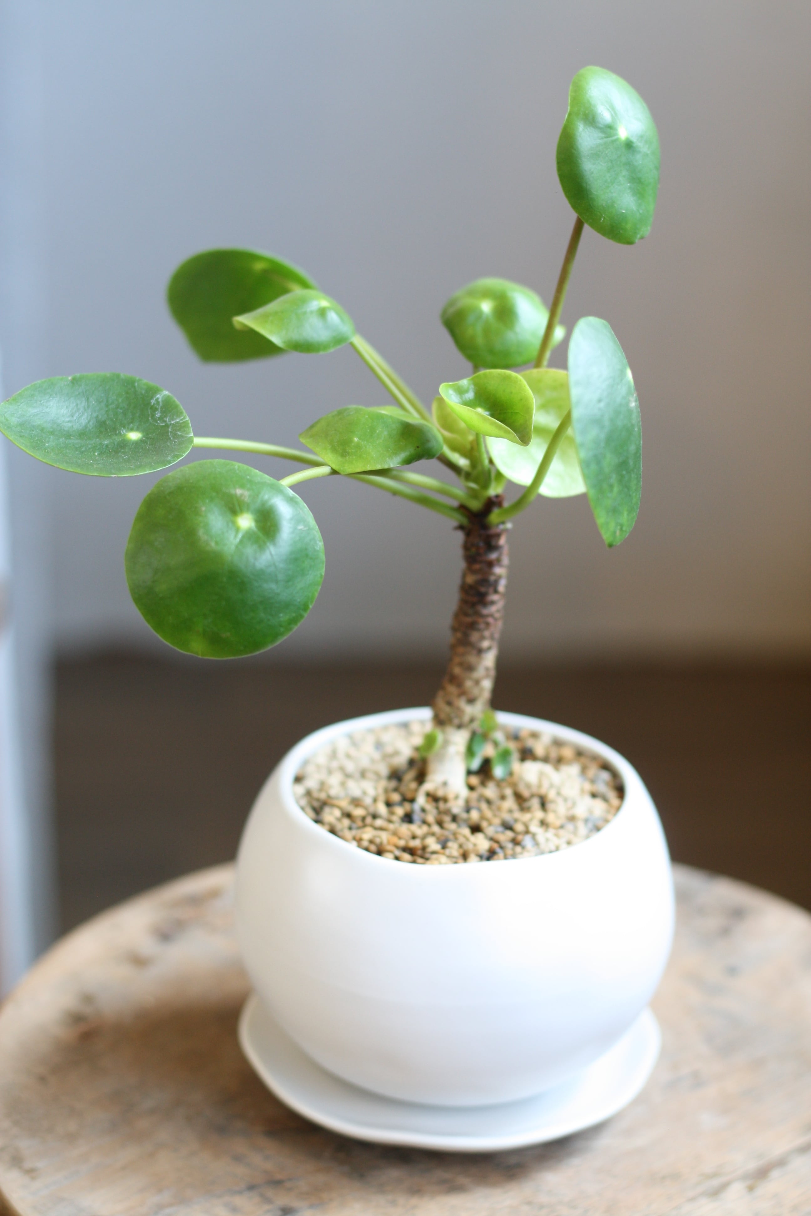 Astrophytum アストロフィツム ランポー モンスト 碧瑠璃鸞鳳玉