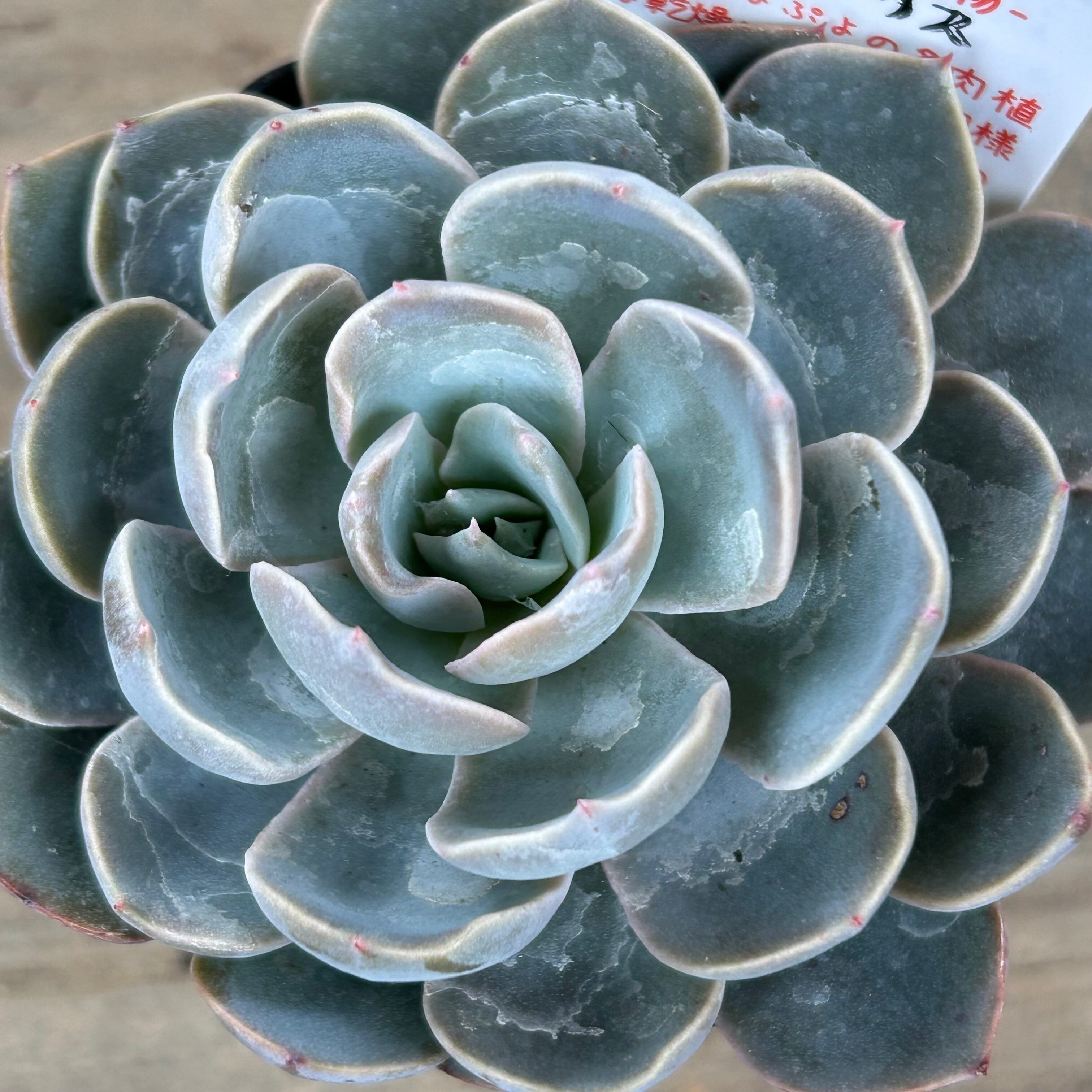 サブセシリス | RuPo 多肉植物専門店