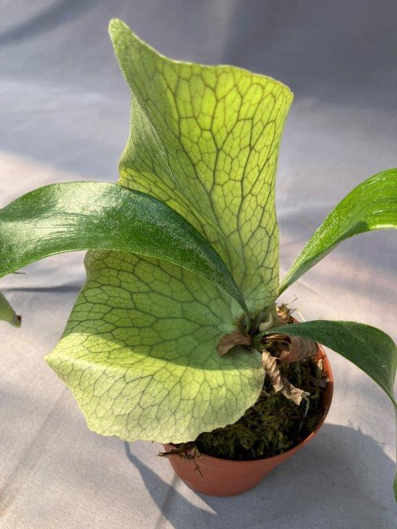 観葉植物 | 日本ライン花木センター
