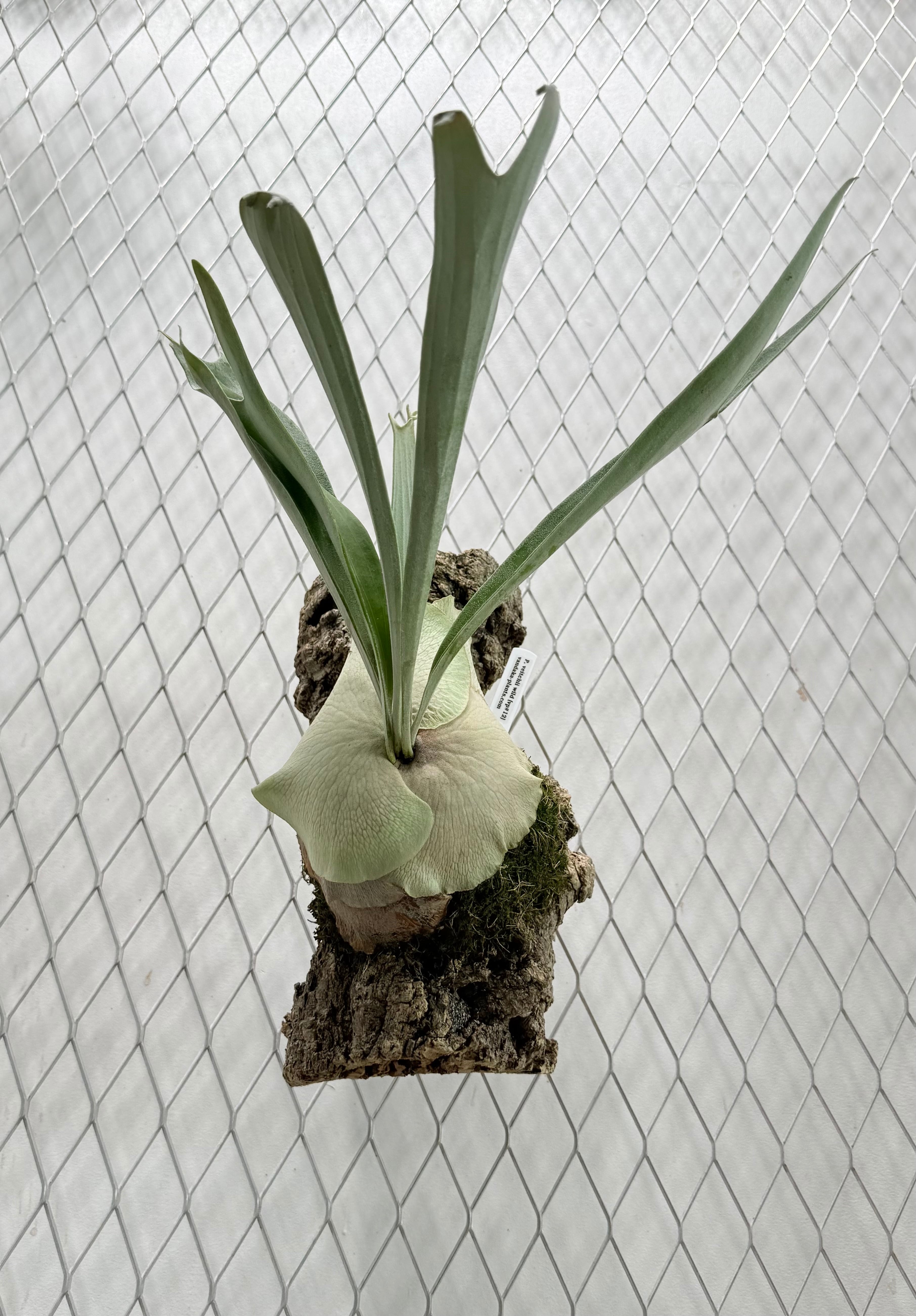 a) P.veitchii wild[vp#12] | vandaka plants