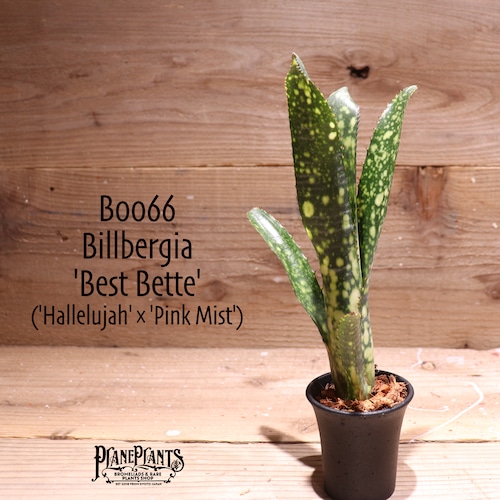 【送料無料】Billbergia 'Best Bette'〔ビルベルギア〕現品発送B0066