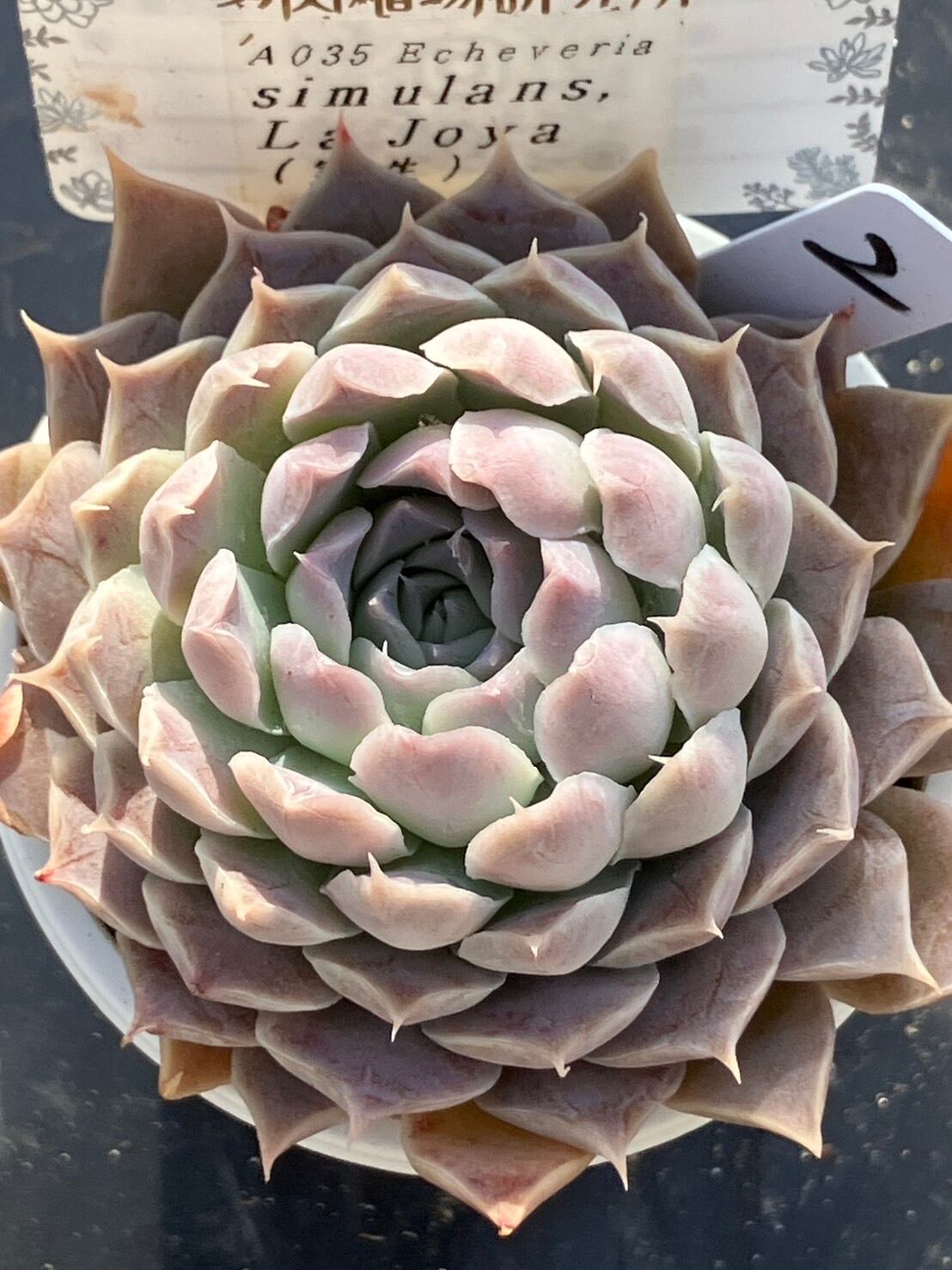 現物商品】simulans, La Joya 実生苗 ② | 多肉植物研究所