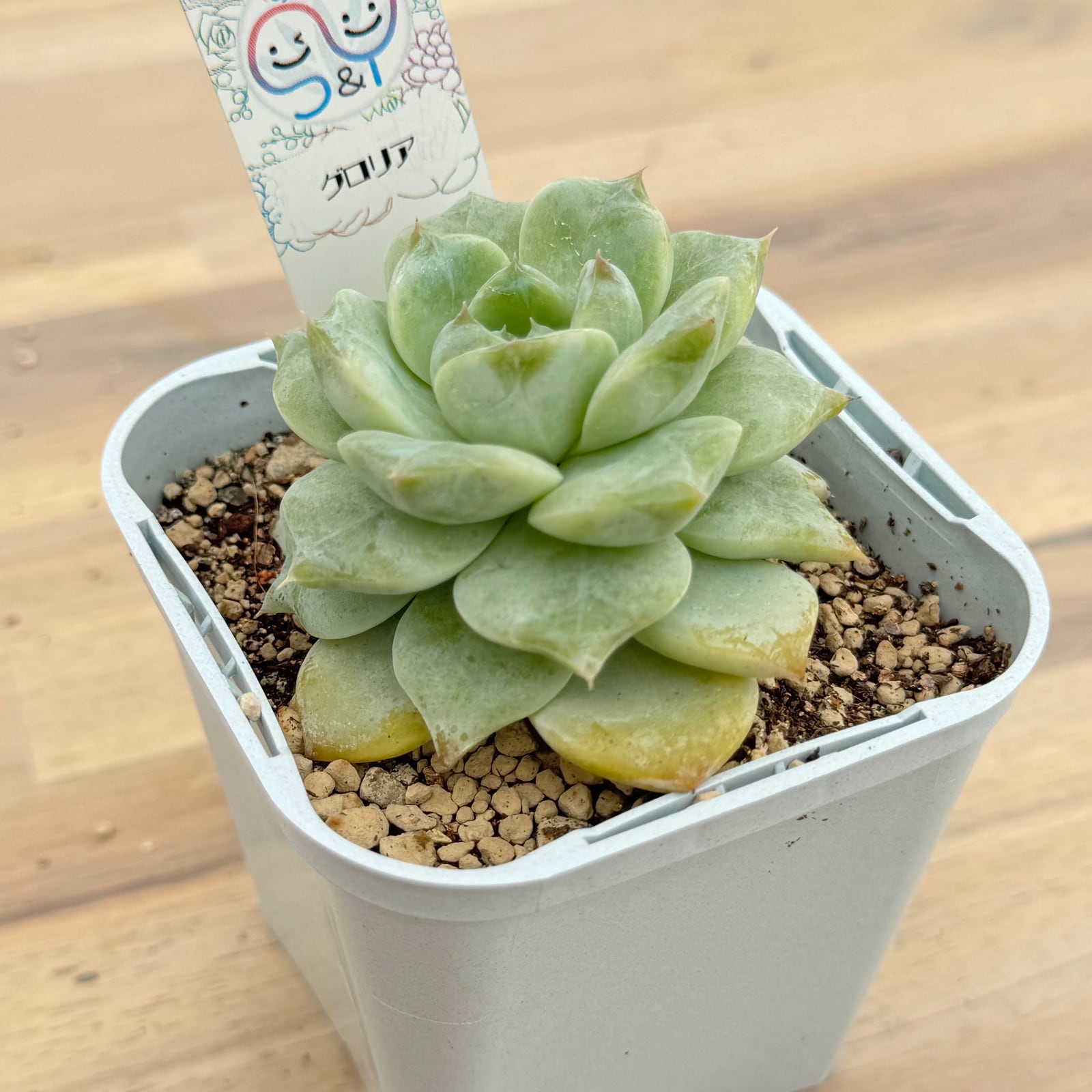 グロリア】韓国輸入苗 多肉植物エケベリア 第四種送料込み | 多肉植物