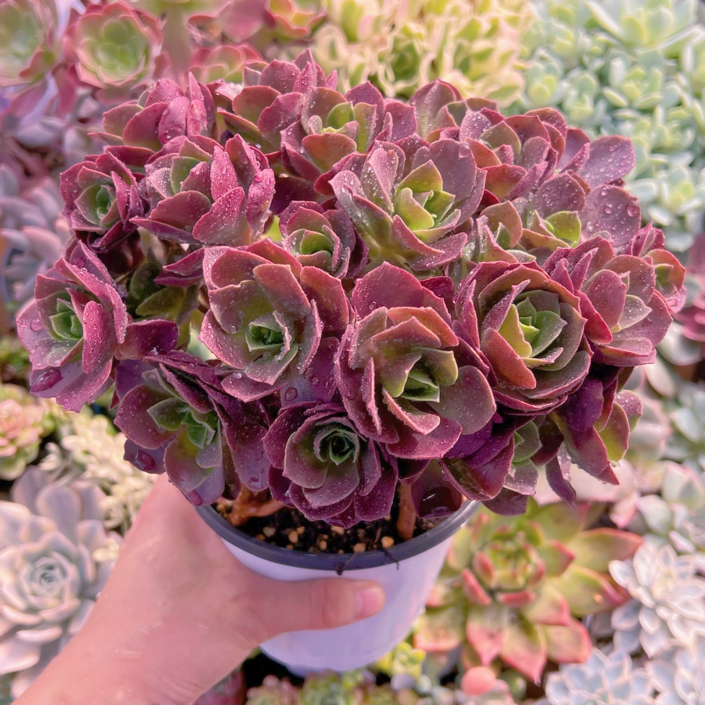 現物 マジックローズ#717 特大群生 新入荷 | るる農園~多肉植物専門