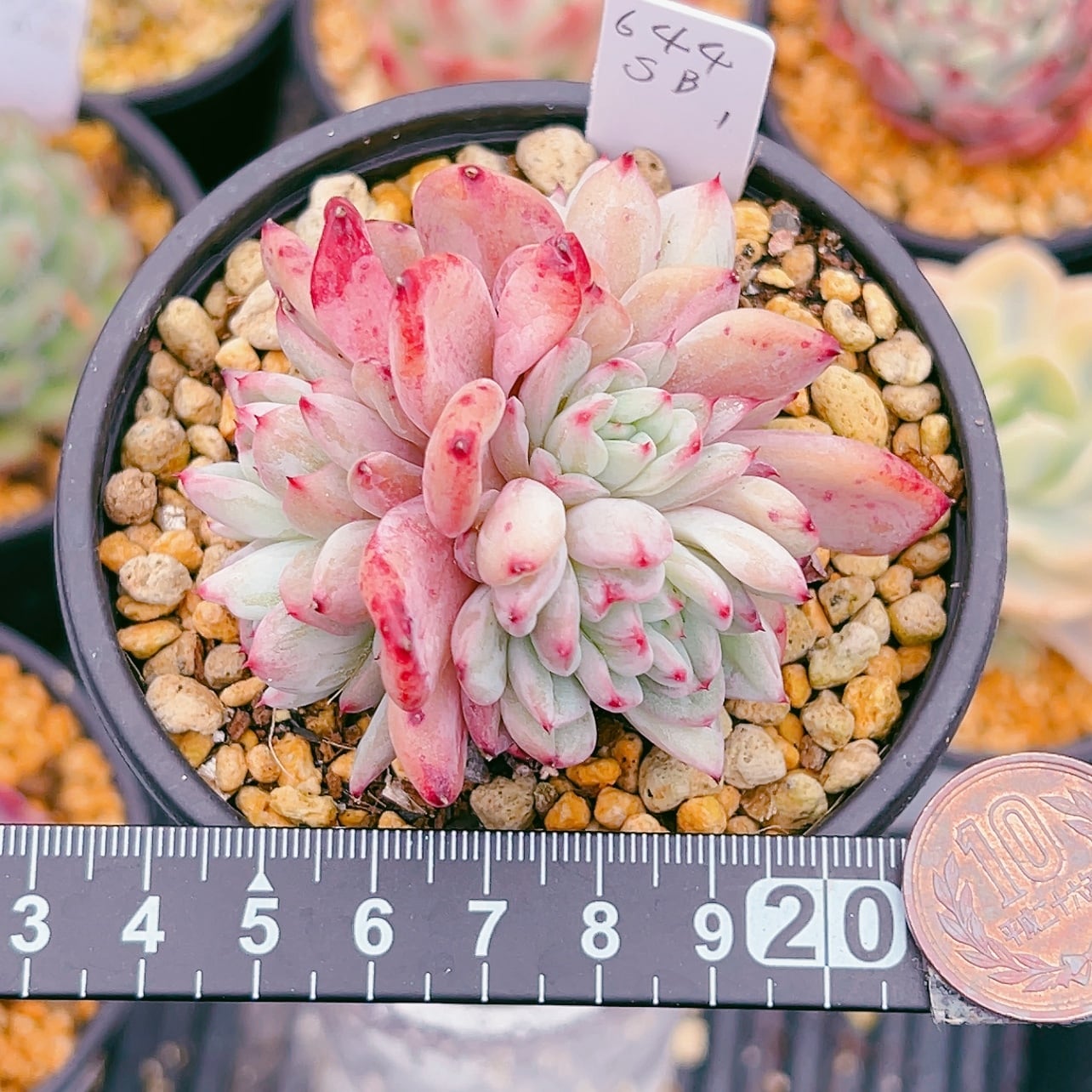 匿名配送♡レア♡ 多肉植物　リトープス　おばけ　3面　極美苗♡ 匿名配送♡レア♡ 多肉植物 リトープス おばけ 3面 極美苗♡ 匿名配送