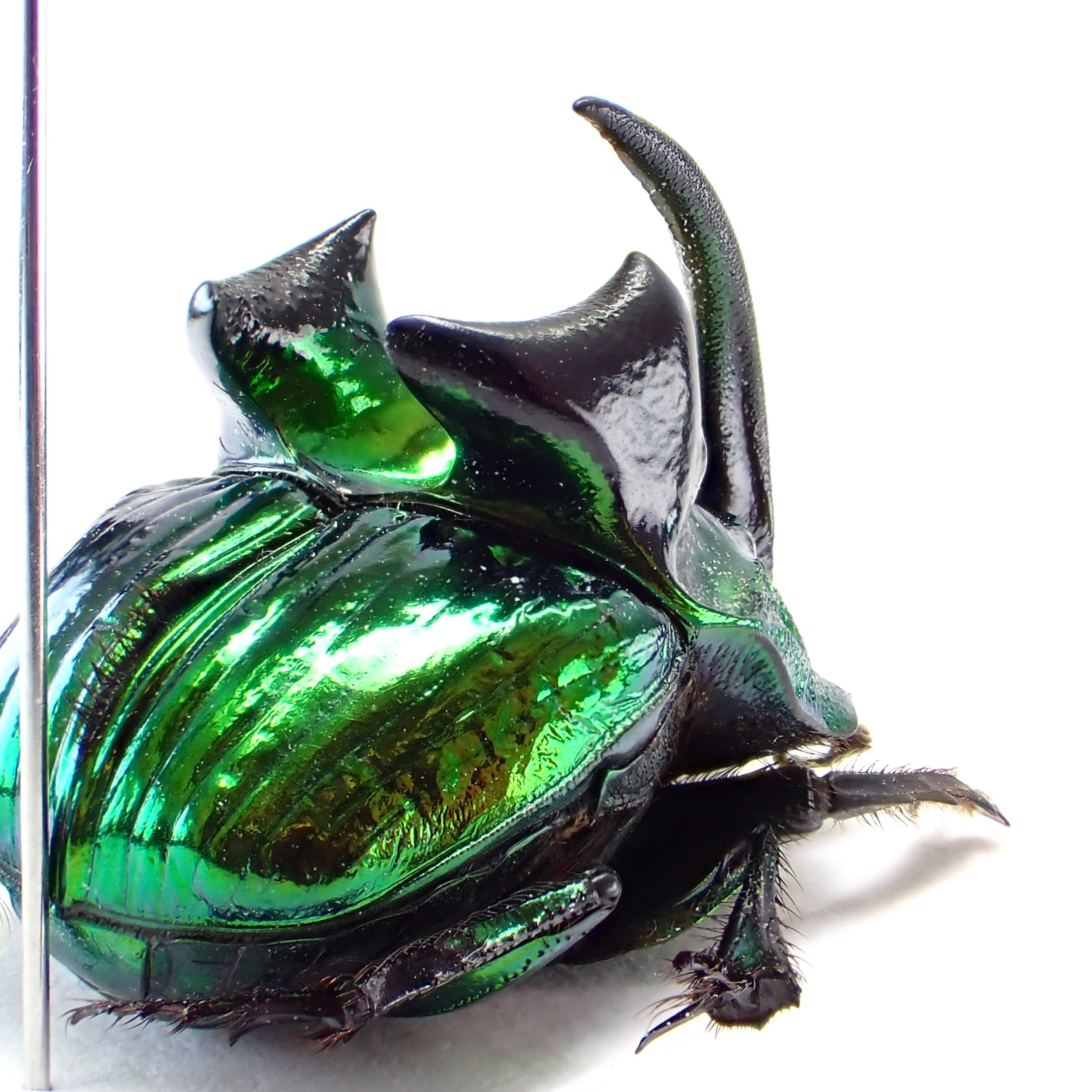 メキシコ産 Phanaeus demon ♂ 19mm XL | 昆虫標本 Diggers & Rollers