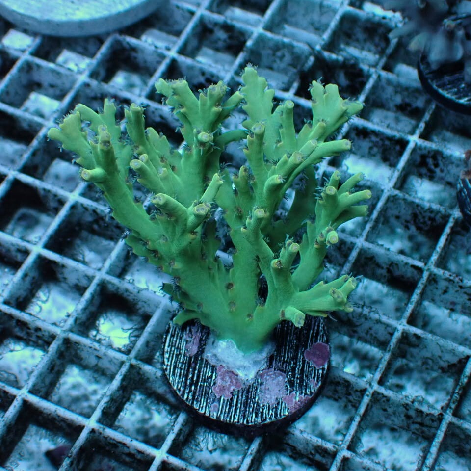 a533 ミドリイシ Acropora sp (smooth skin) Red Polyp | HOUSE REEF