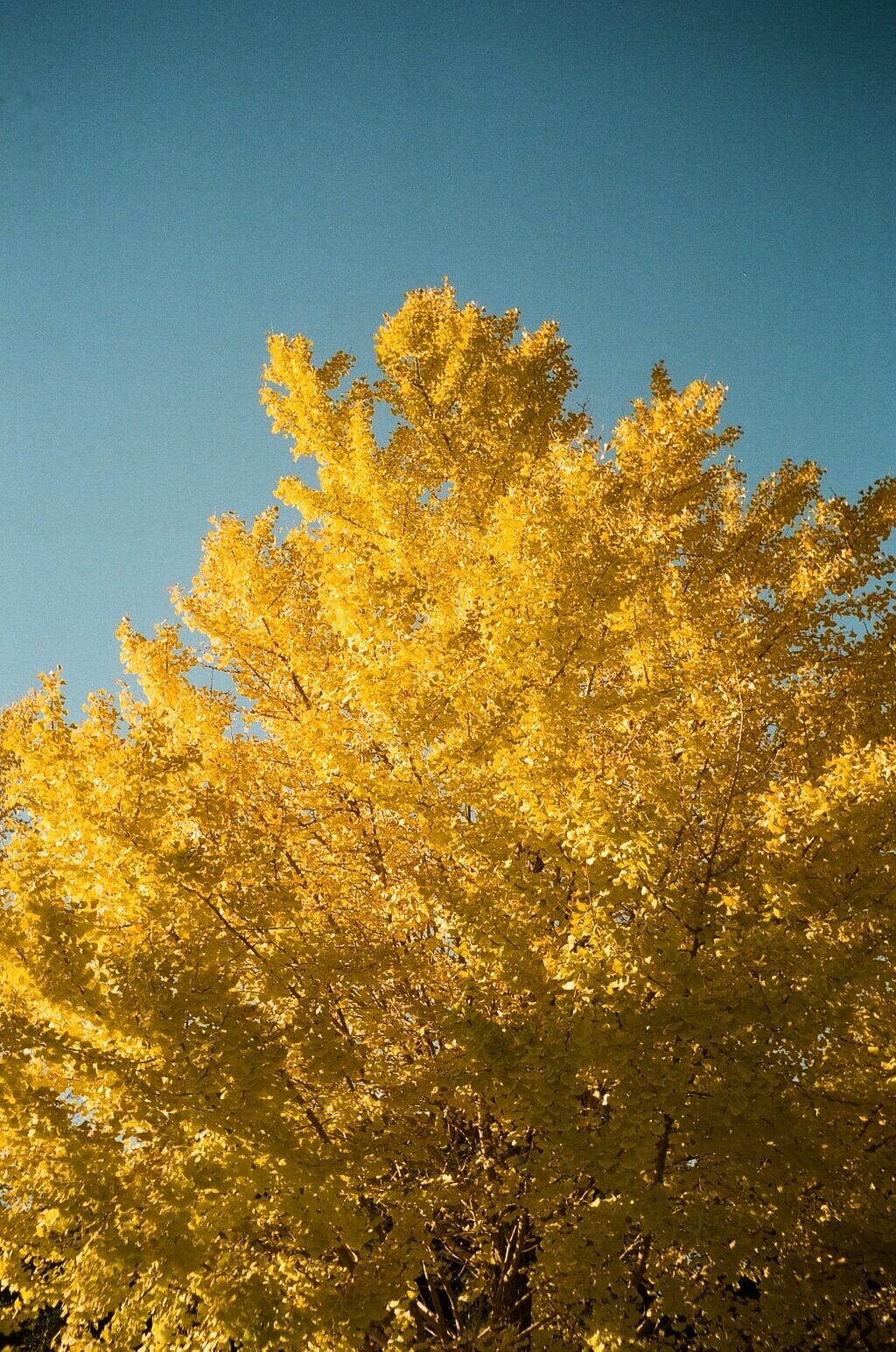 作例あり】OLYMPUS TRIP35 / D.Zuiko 40mm F2.8 整備済 ネガフィルム付