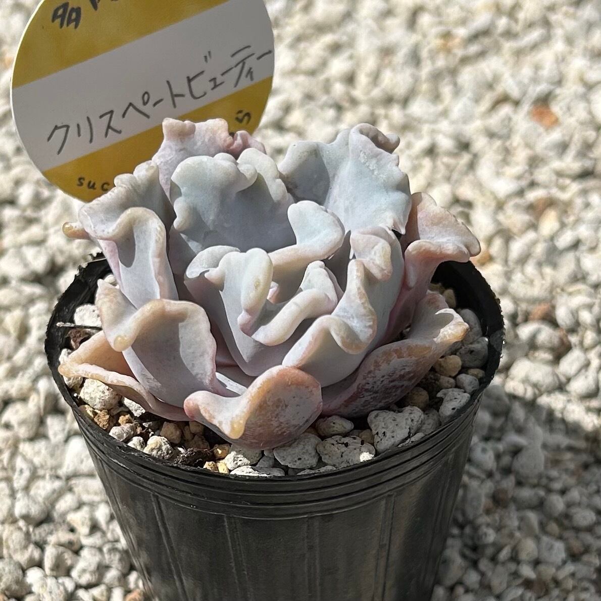 ALL ITEM | Succulent 花うらら 〜多肉植物
