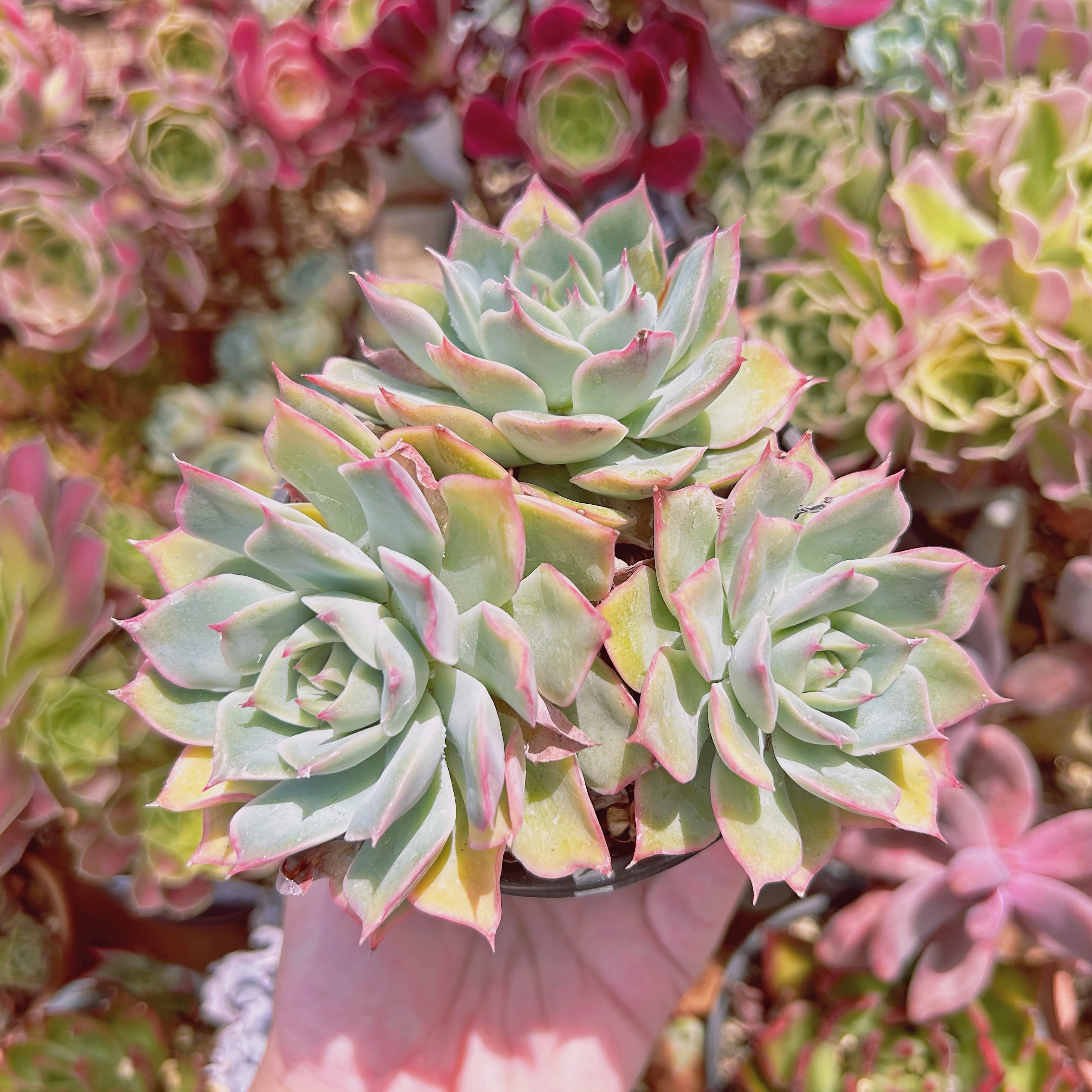 #1137現物　多肉植物　ピンクチップス　抜き苗