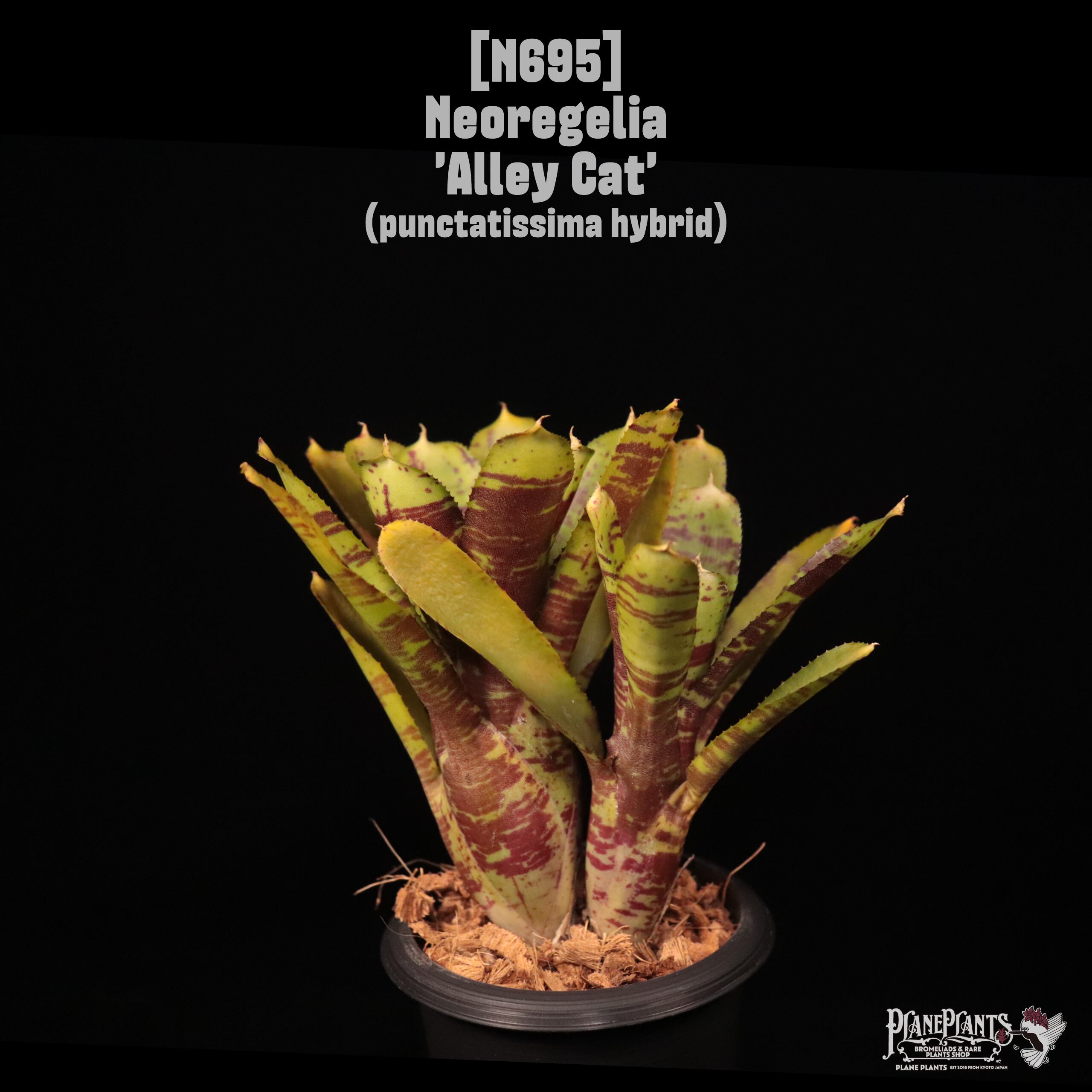 Neoregelia 'Alley Cat'〔ネオレゲリア〕N695